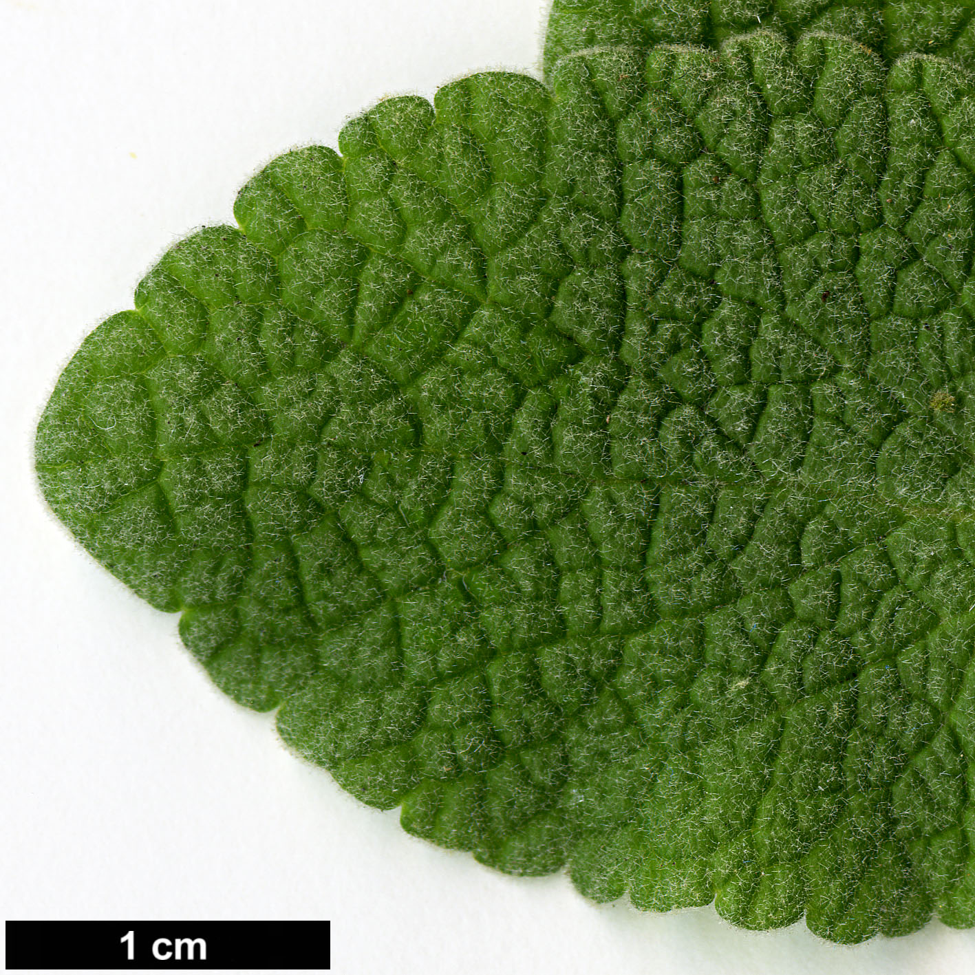 High resolution image: Family: Lamiaceae - Genus: Ballota - Taxon: pseudodictamnus