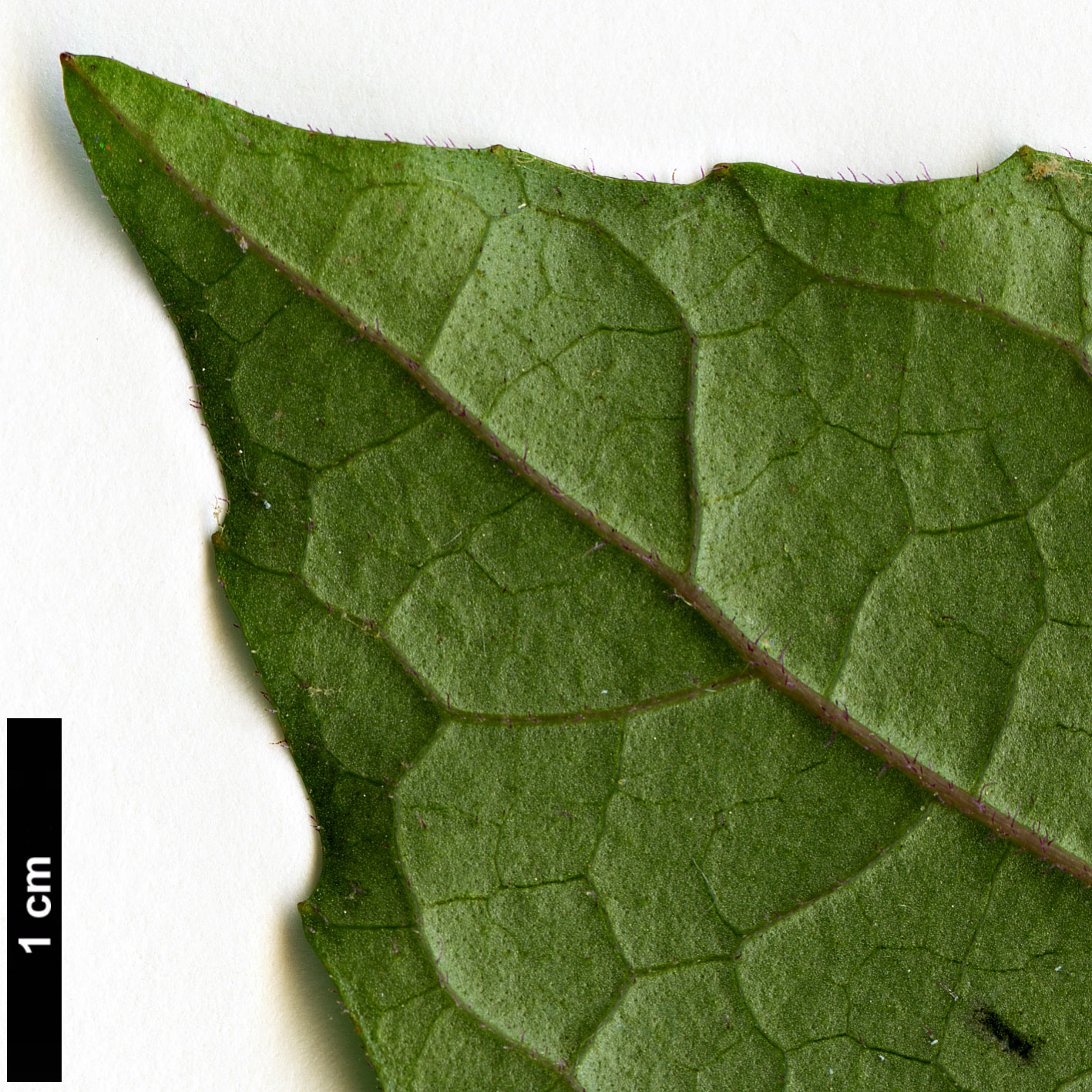 High resolution image: Family: Lamiaceae - Genus: Clerodendrum - Taxon: bungei