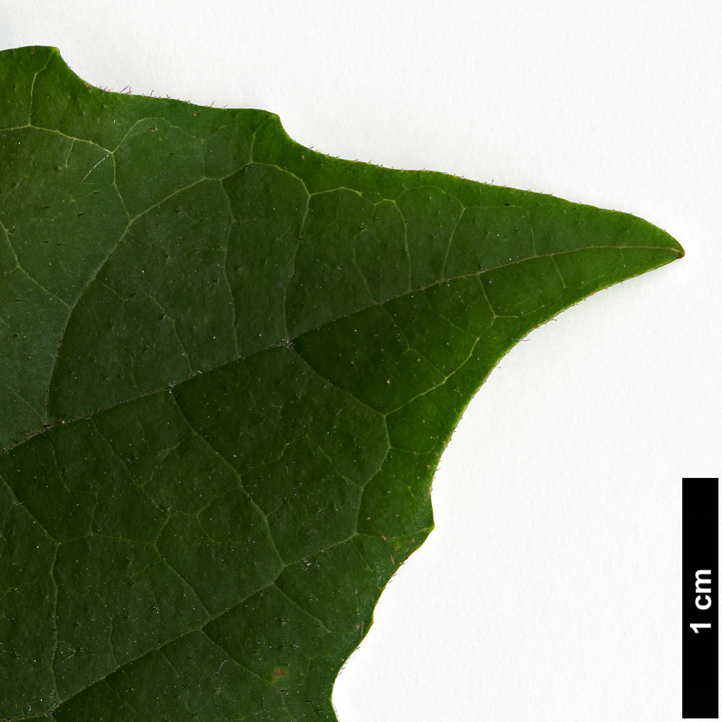 High resolution image: Family: Lamiaceae - Genus: Clerodendrum - Taxon: bungei