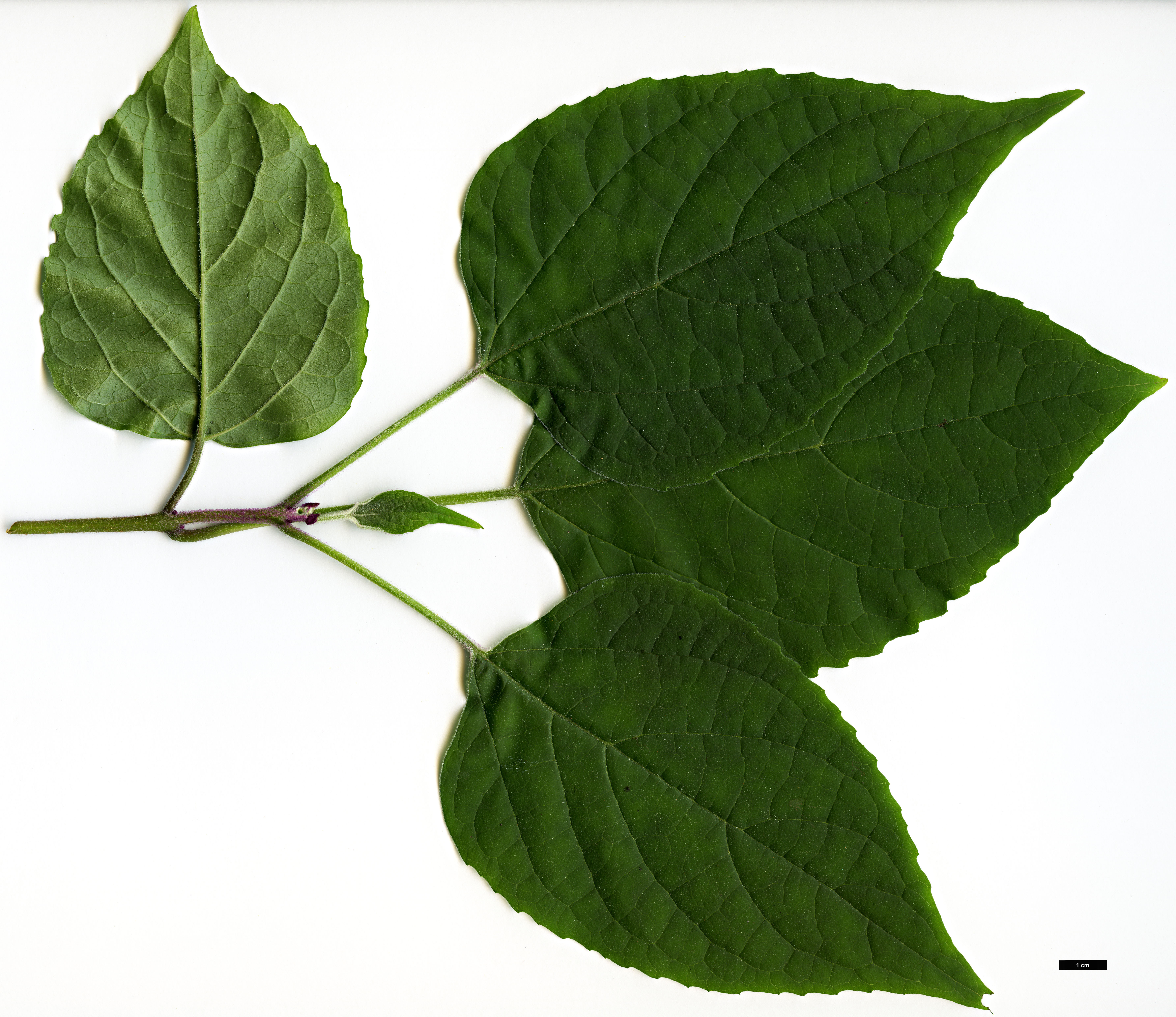 High resolution image: Family: Lamiaceae - Genus: Clerodendrum - Taxon: trichotomum High resolution image: Family: Lamiaceae - Genus: Clerodendrum - Taxon: trichotomum