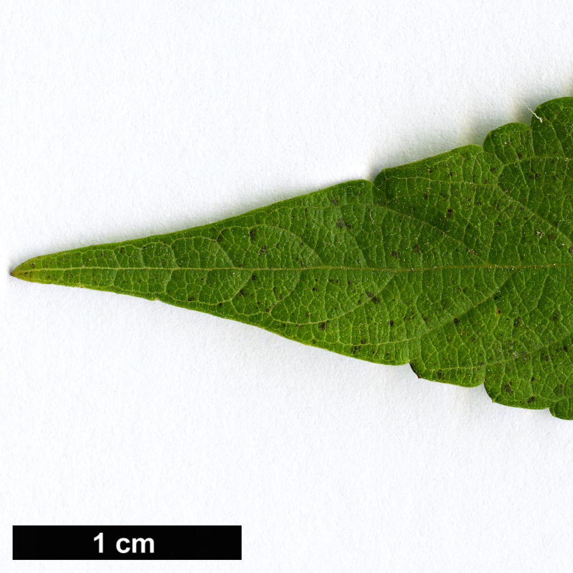 High resolution image: Family: Lamiaceae - Genus: Elsholtzia - Taxon: stauntonii
