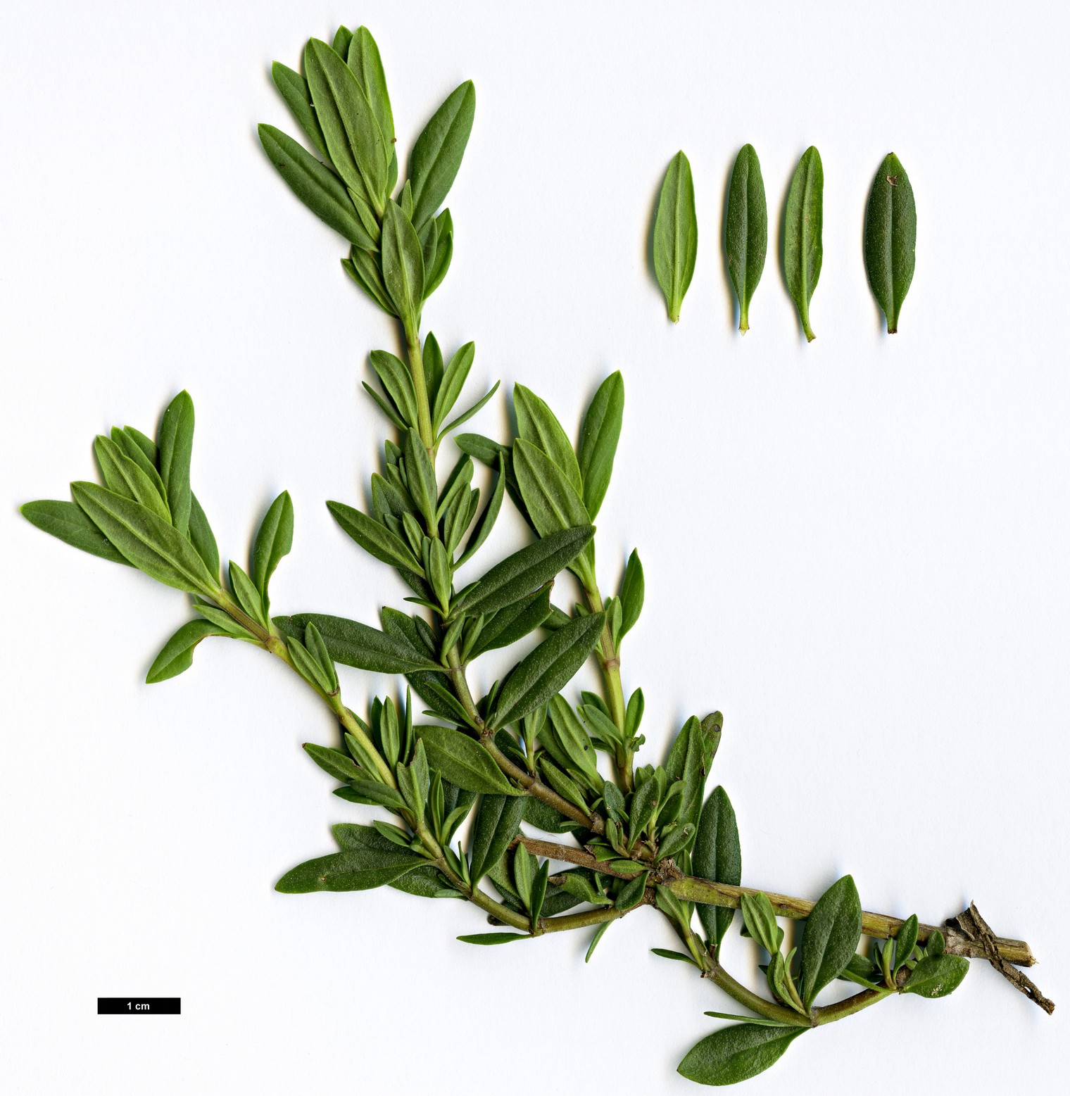 High resolution image: Family: Lamiaceae - Genus: Hyssopus - Taxon: officinalis
