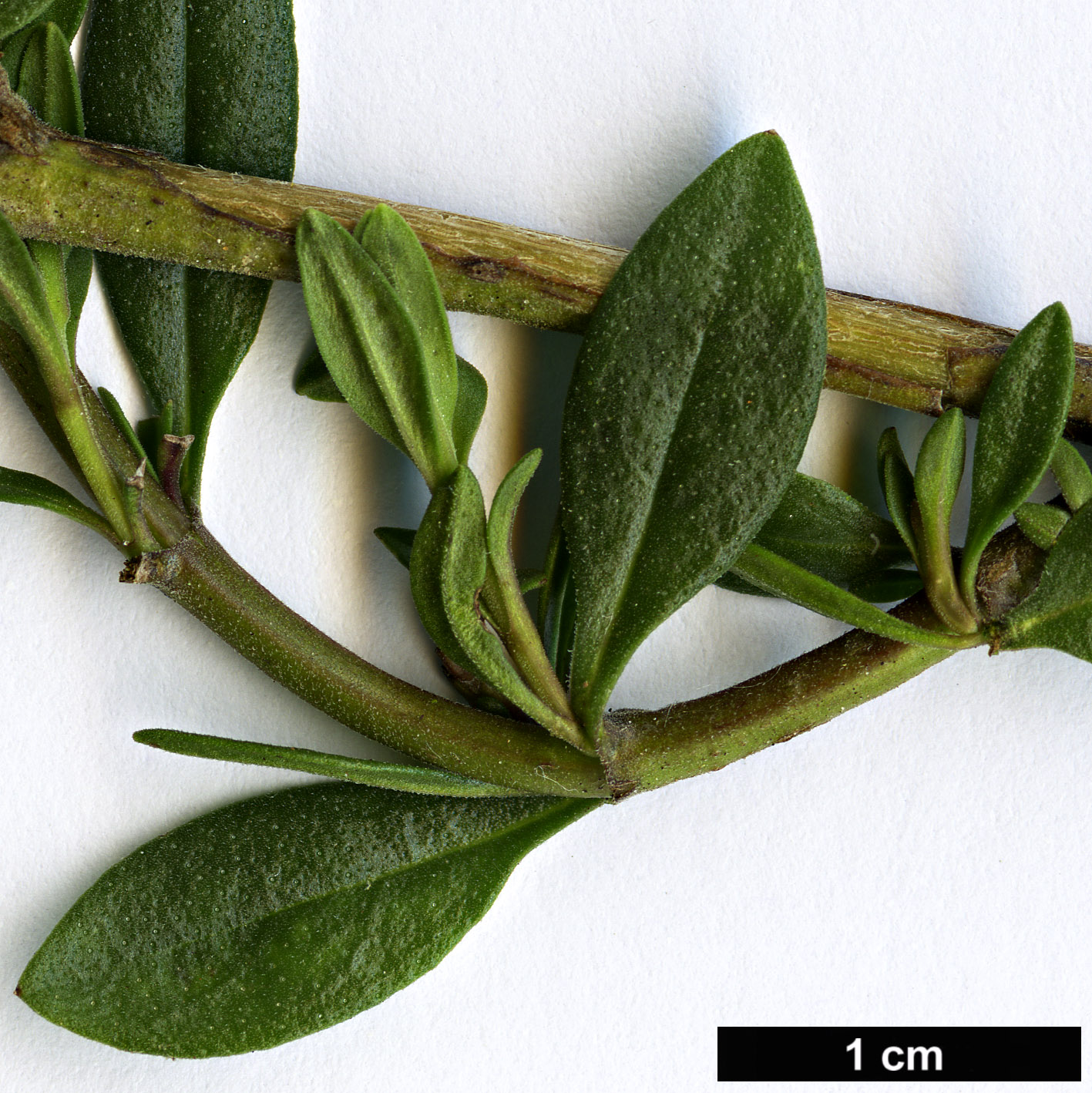 High resolution image: Family: Lamiaceae - Genus: Hyssopus - Taxon: officinalis