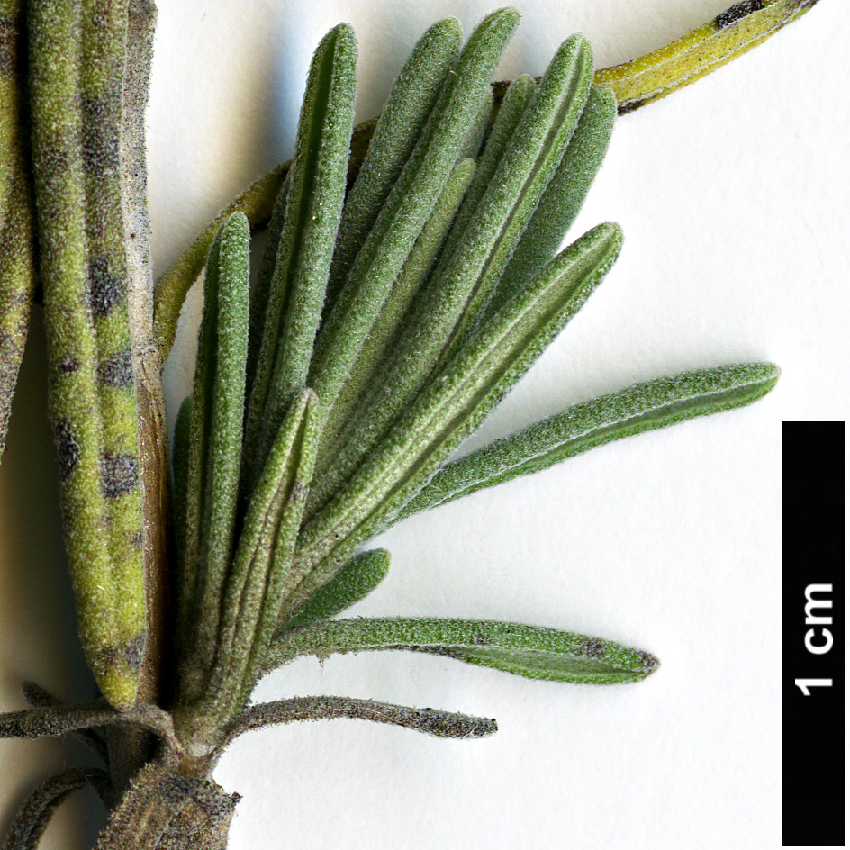 High resolution image: Family: Lamiaceae - Genus: Lavandula - Taxon: angustifolia
