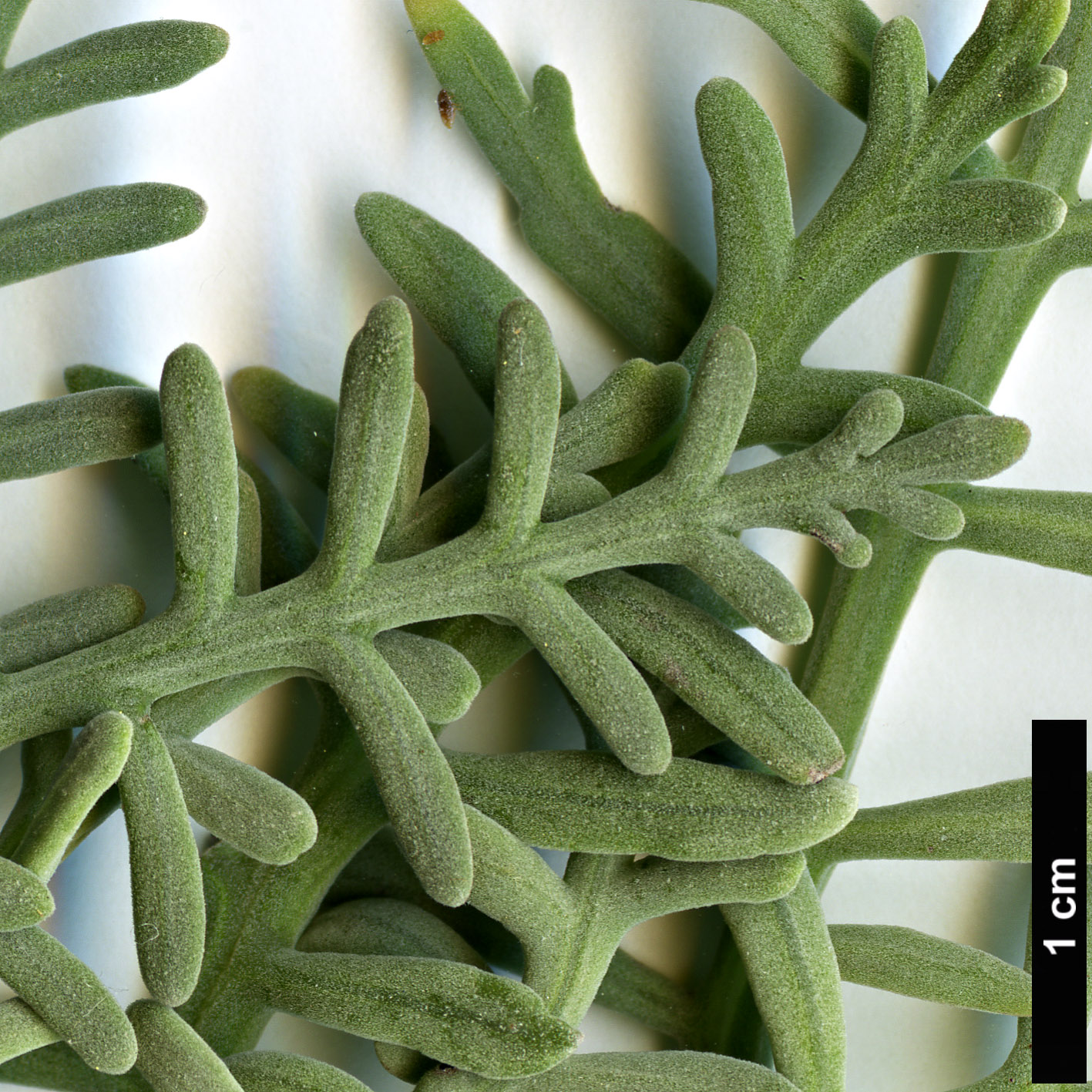 High resolution image: Family: Lamiaceae - Genus: Lavandula - Taxon: buchii