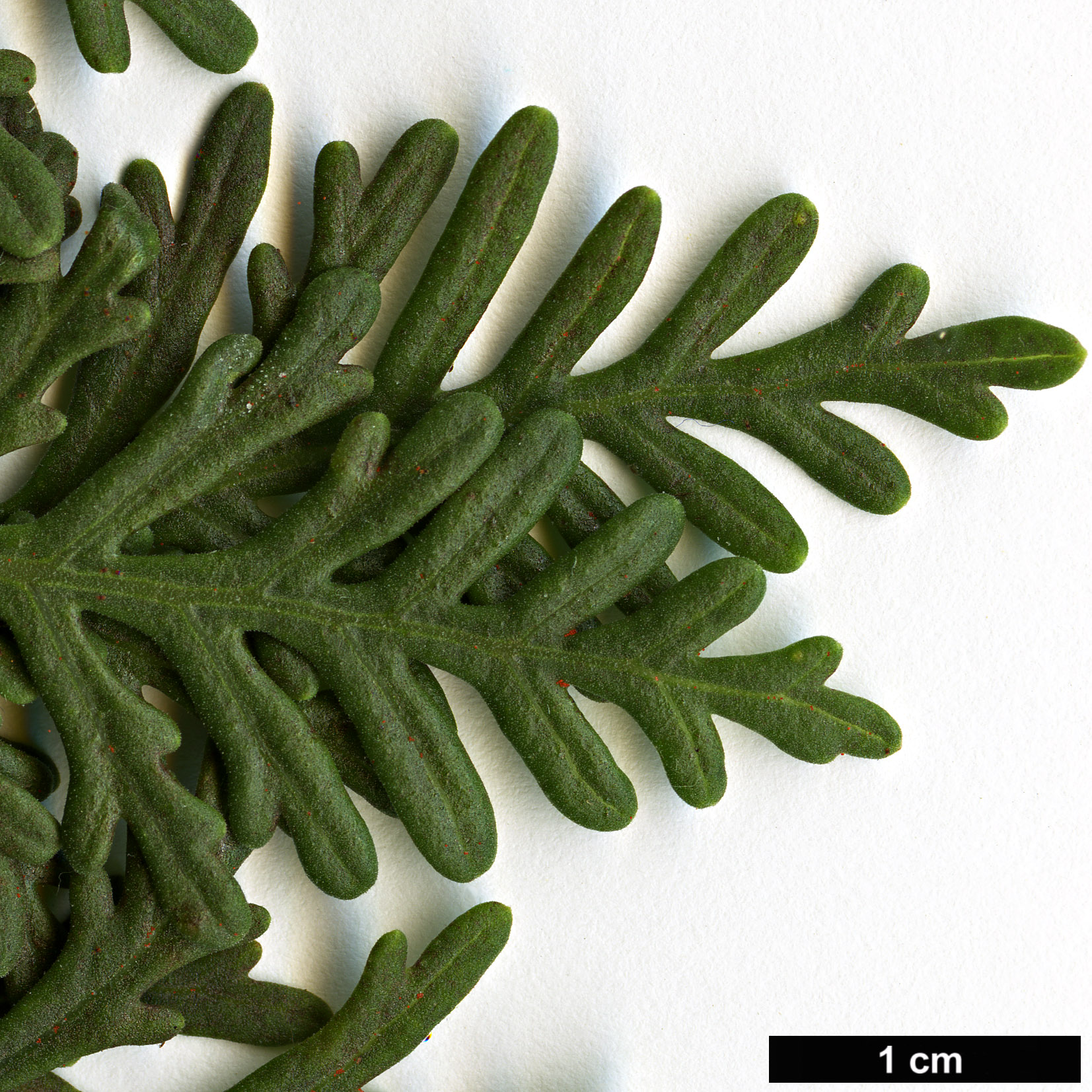 High resolution image: Family: Lamiaceae - Genus: Lavandula - Taxon: canariensis