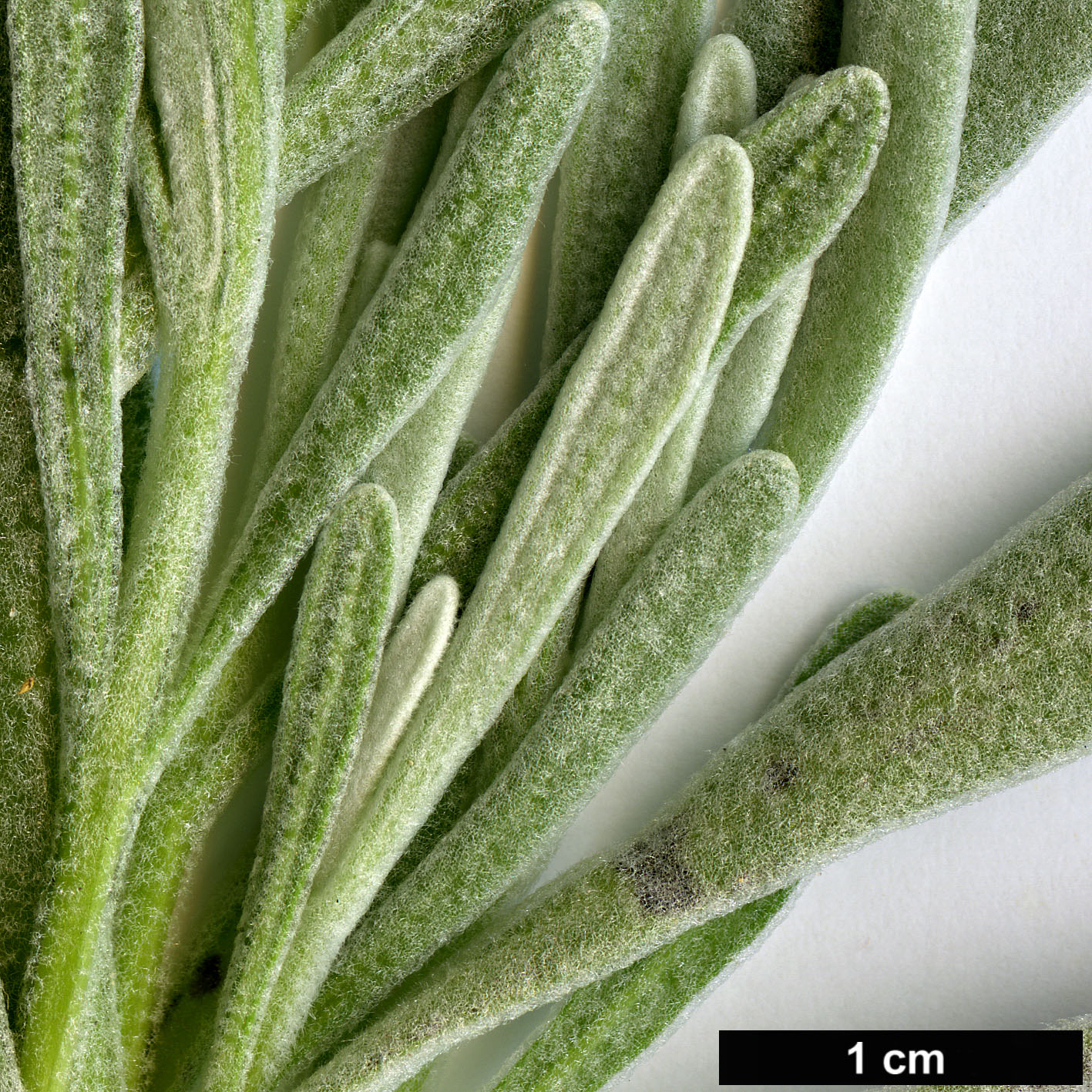 High resolution image: Family: Lamiaceae - Genus: Lavandula - Taxon: lanata