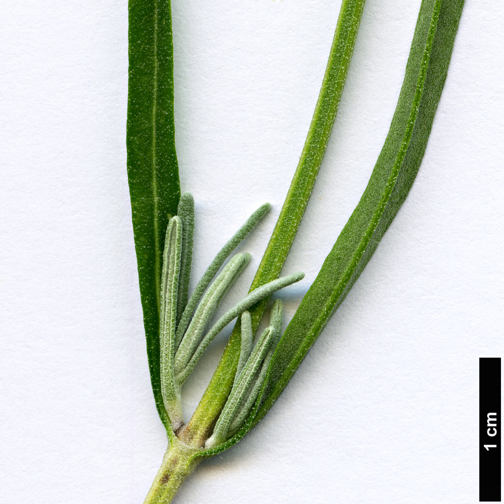 High resolution image: Family: Lamiaceae - Genus: Lavandula - Taxon: pedunculata