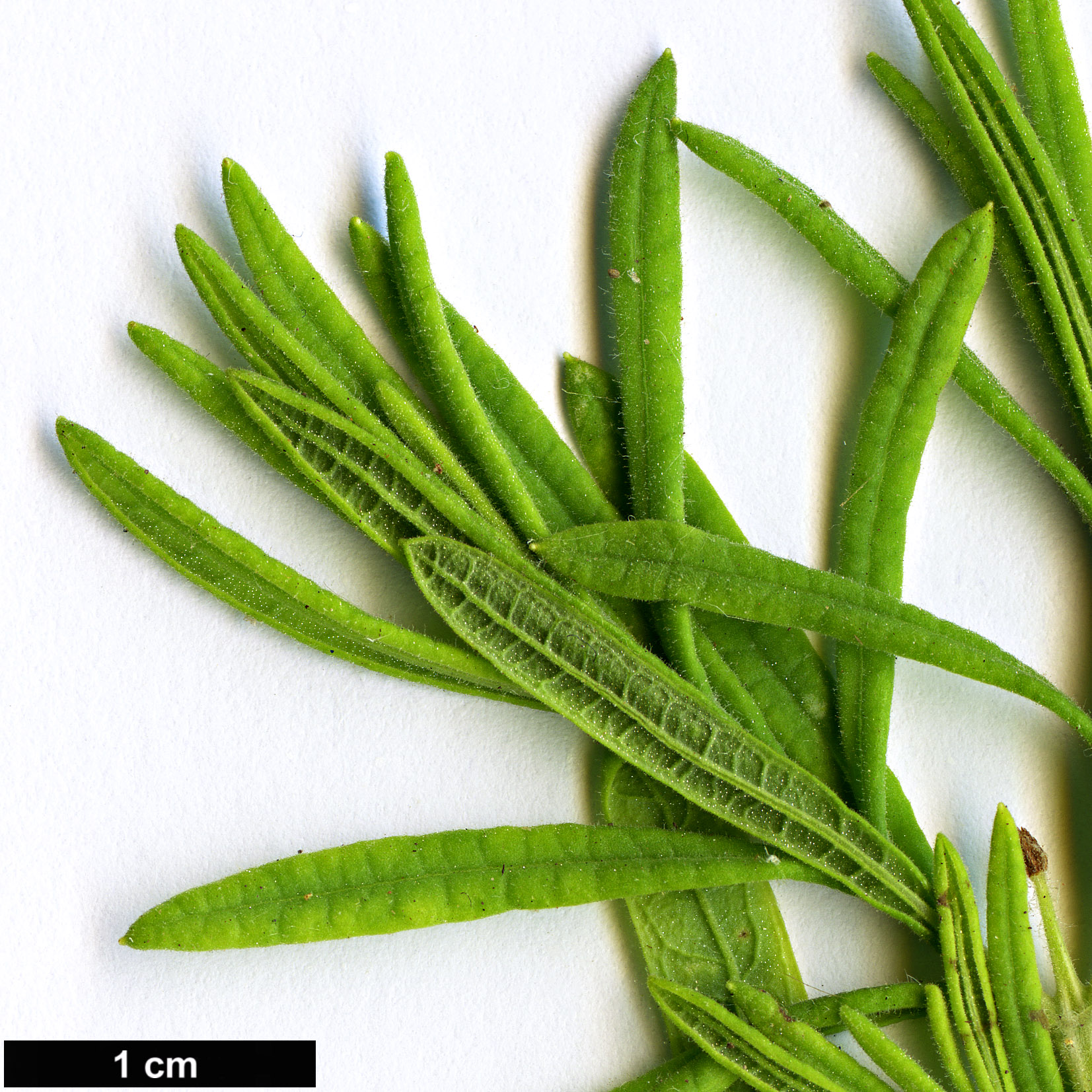 High resolution image: Family: Lamiaceae - Genus: Lavandula - Taxon: viridis