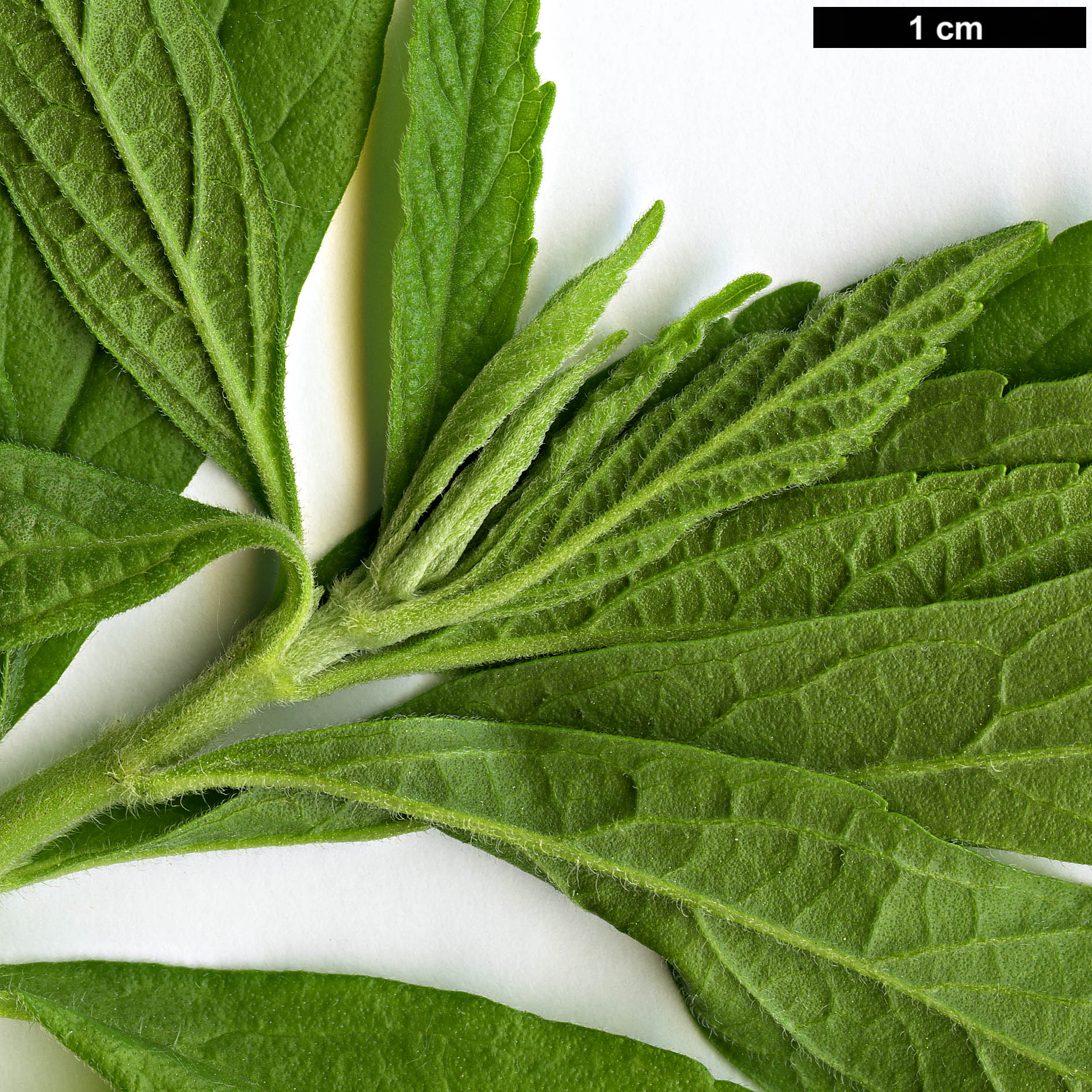 High resolution image: Family: Lamiaceae - Genus: Leonotis - Taxon: leonurus