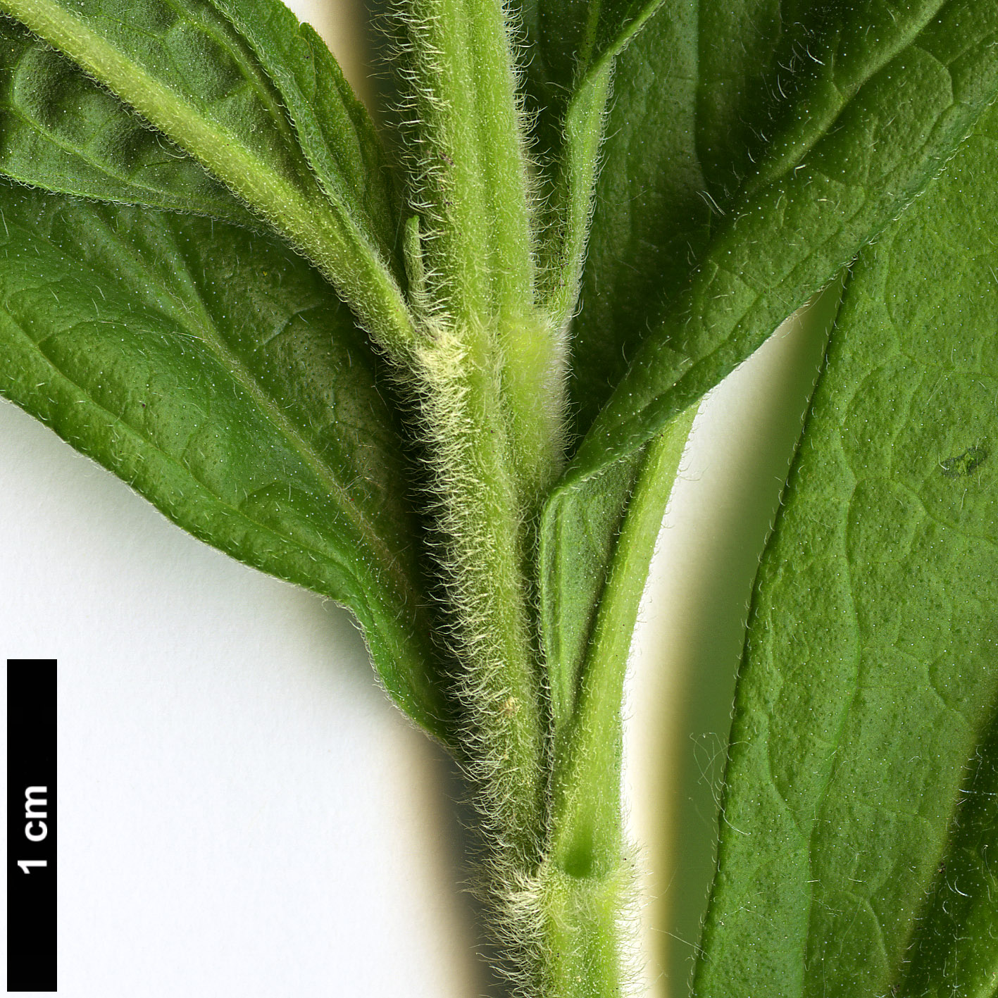 High resolution image: Family: Lamiaceae - Genus: Leonotis - Taxon: leonurus