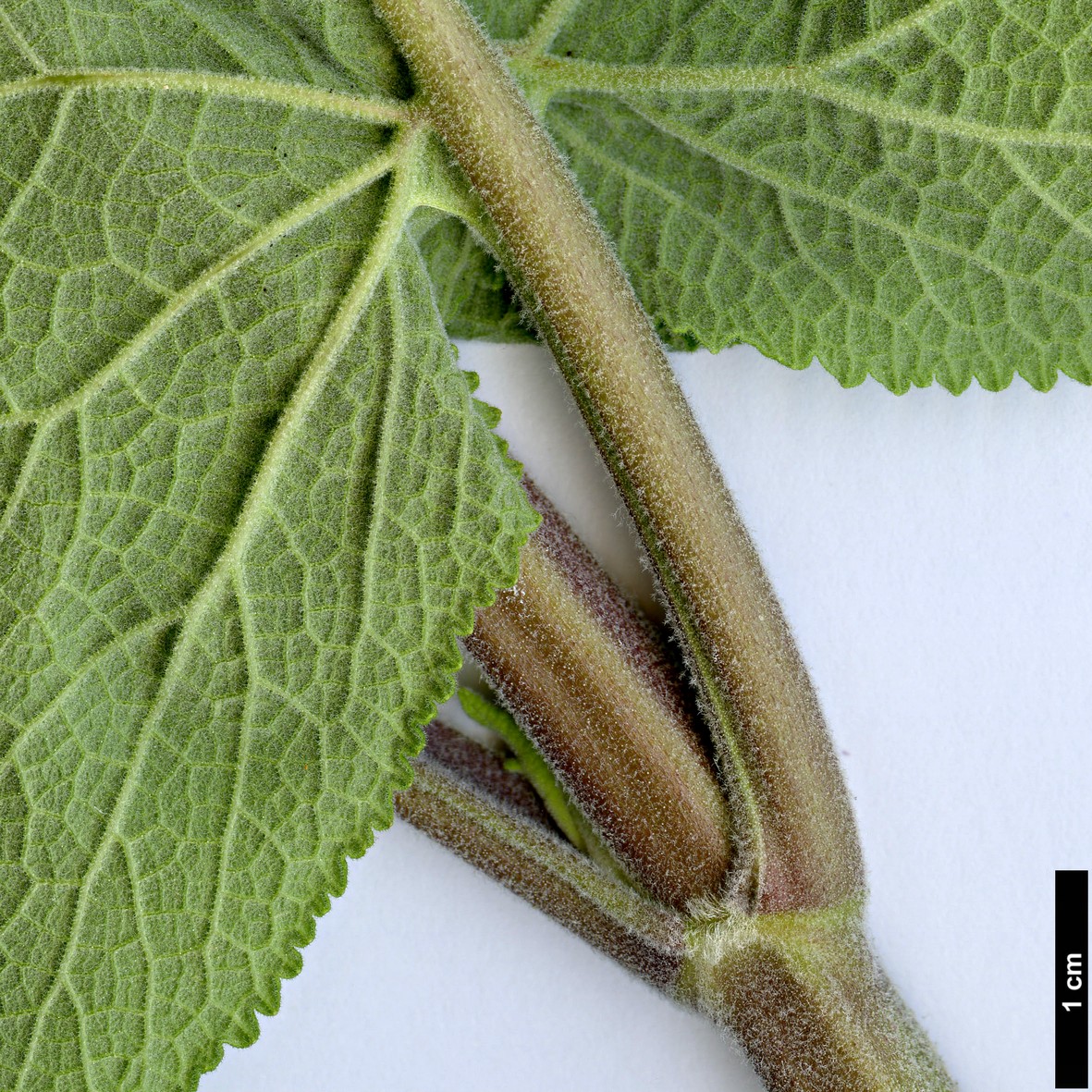 High resolution image: Family: Lamiaceae - Genus: Lepechinia - Taxon: salviae