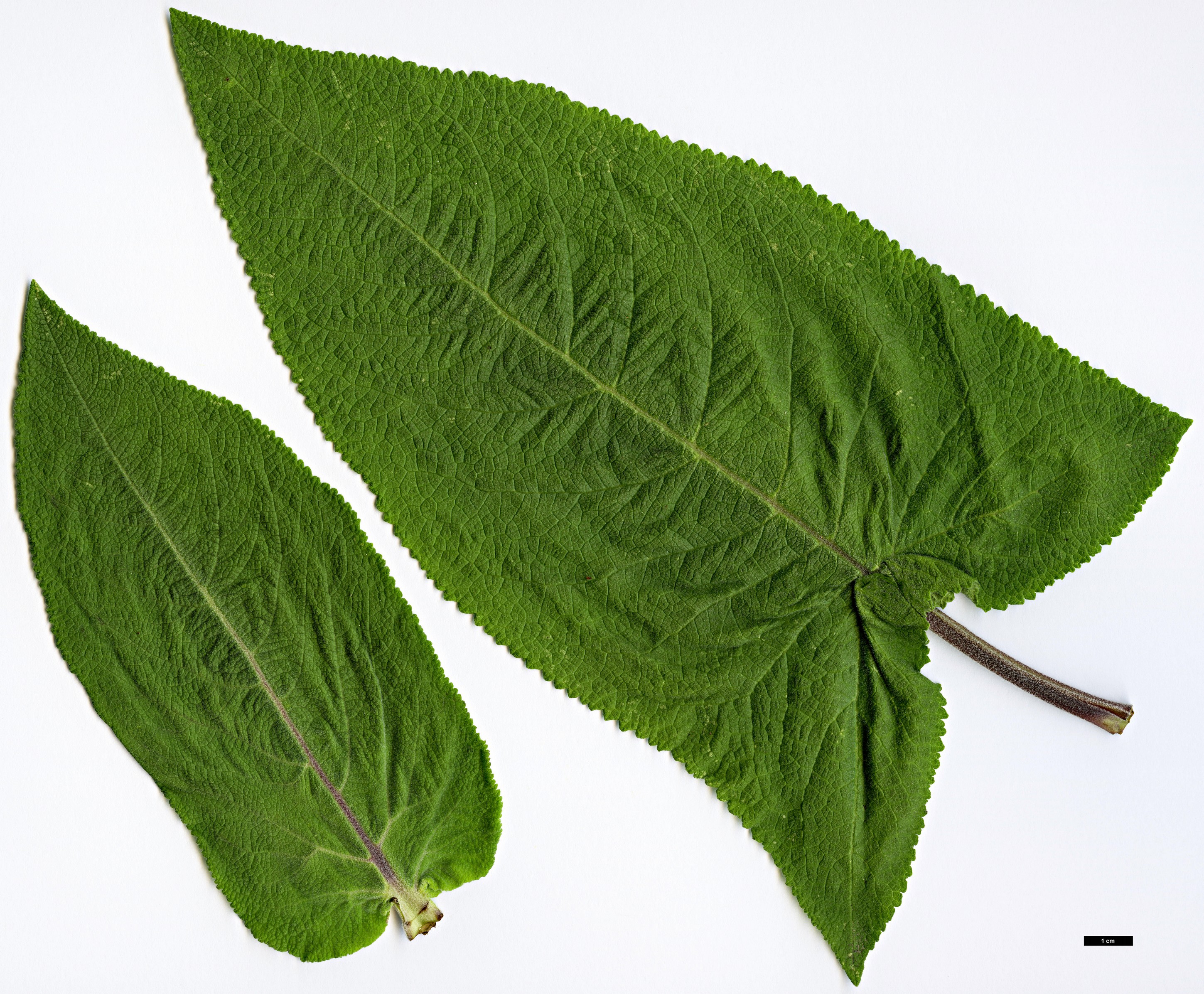 High resolution image: Family: Lamiaceae - Genus: Lepechinia - Taxon: salviae