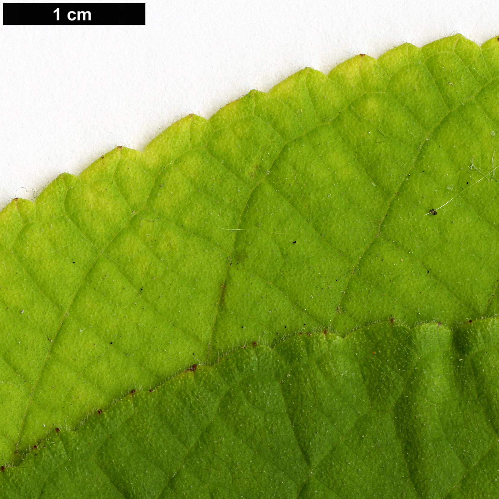 High resolution image: Family: Lamiaceae - Genus: Leucosceptrum - Taxon: canum