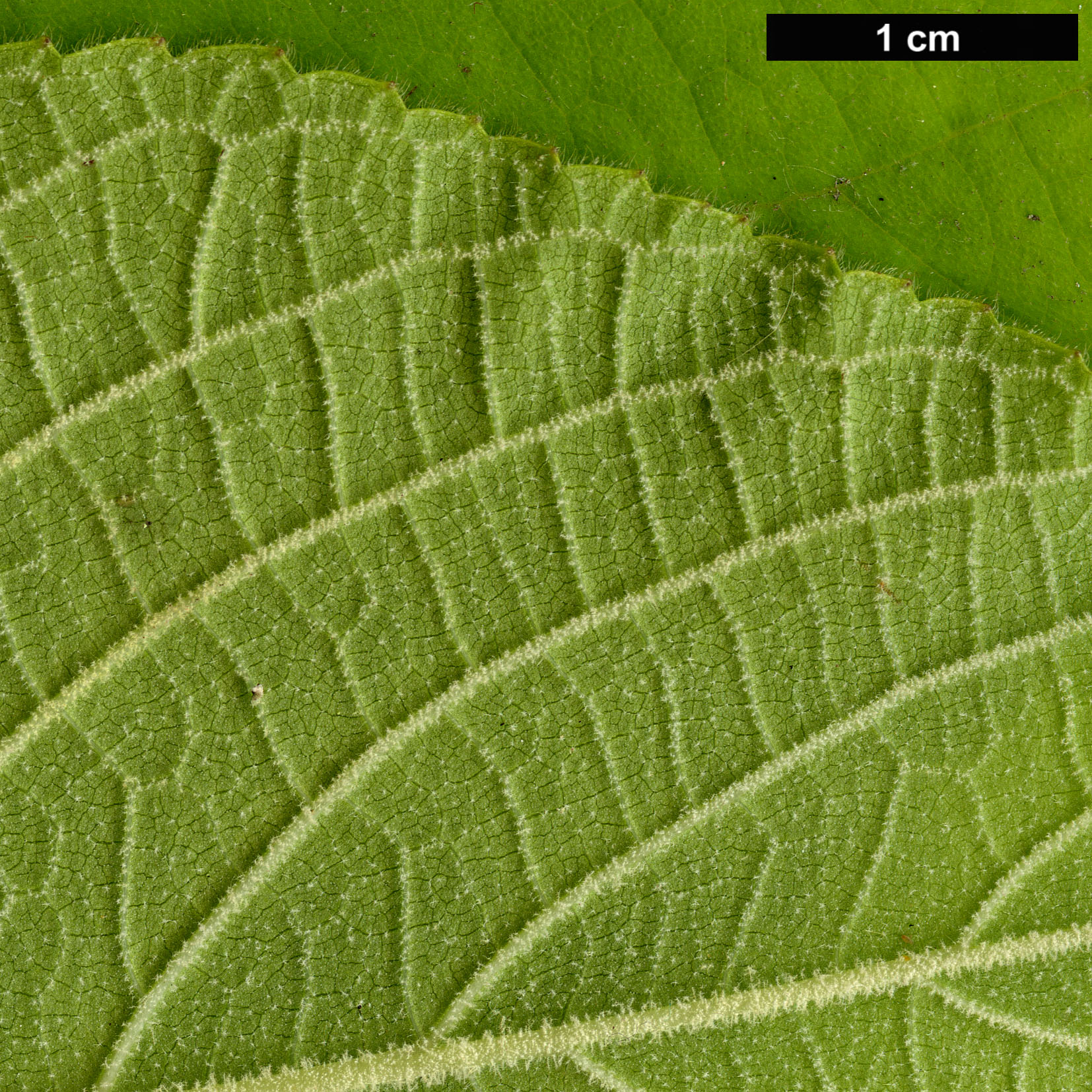 High resolution image: Family: Lamiaceae - Genus: Leucosceptrum - Taxon: canum