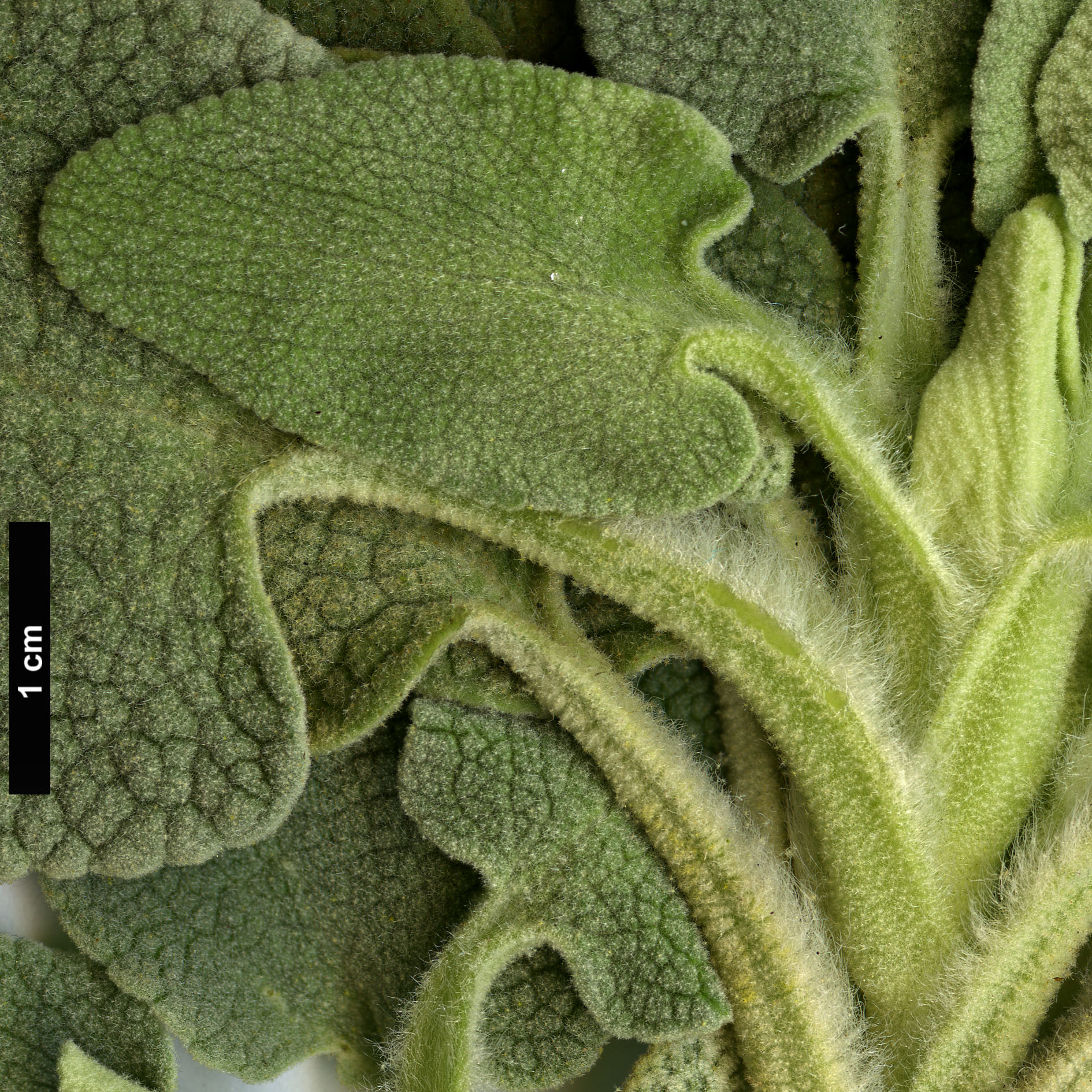 High resolution image: Family: Lamiaceae - Genus: Phlomis - Taxon: chrysophylla