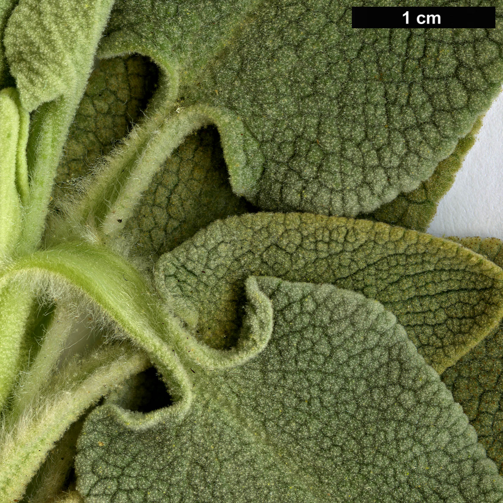High resolution image: Family: Lamiaceae - Genus: Phlomis - Taxon: chrysophylla