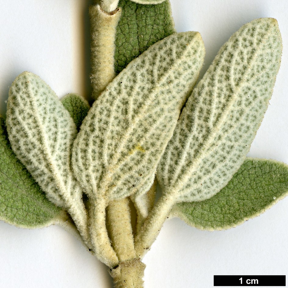 High resolution image: Family: Lamiaceae - Genus: Phlomis - Taxon: cretica