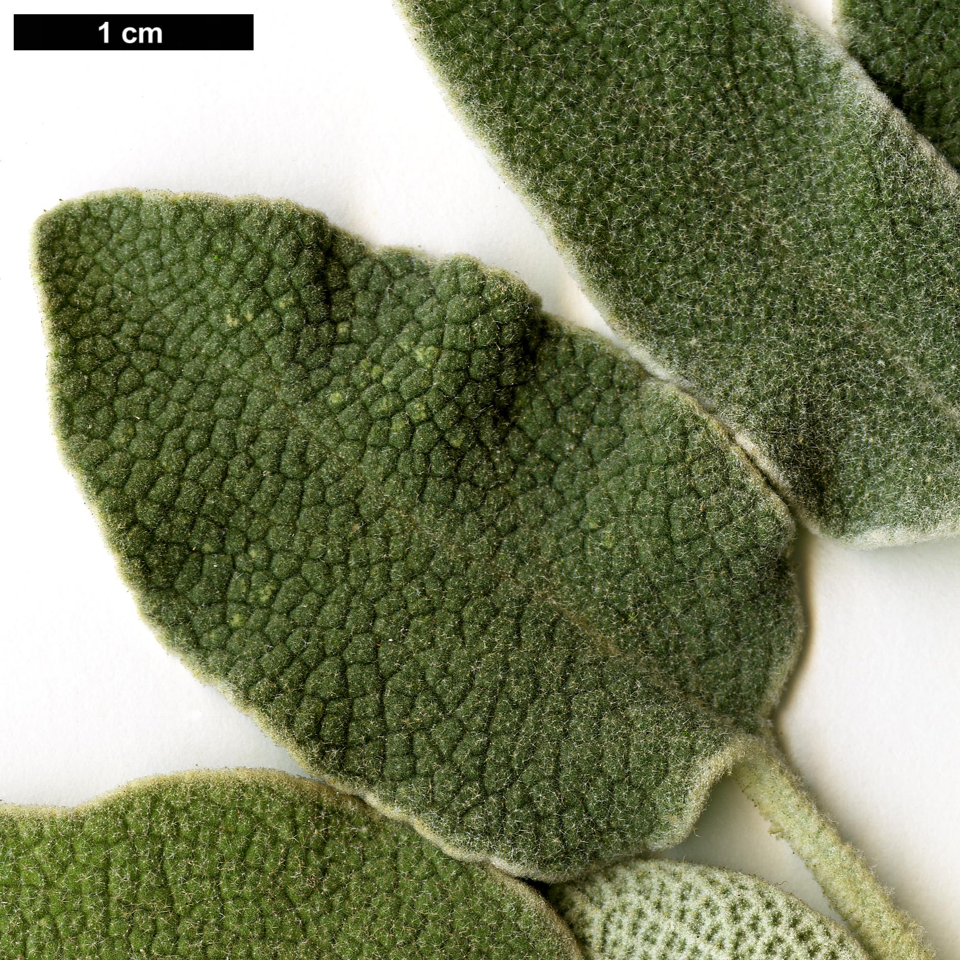 High resolution image: Family: Lamiaceae - Genus: Phlomis - Taxon: fruticosa