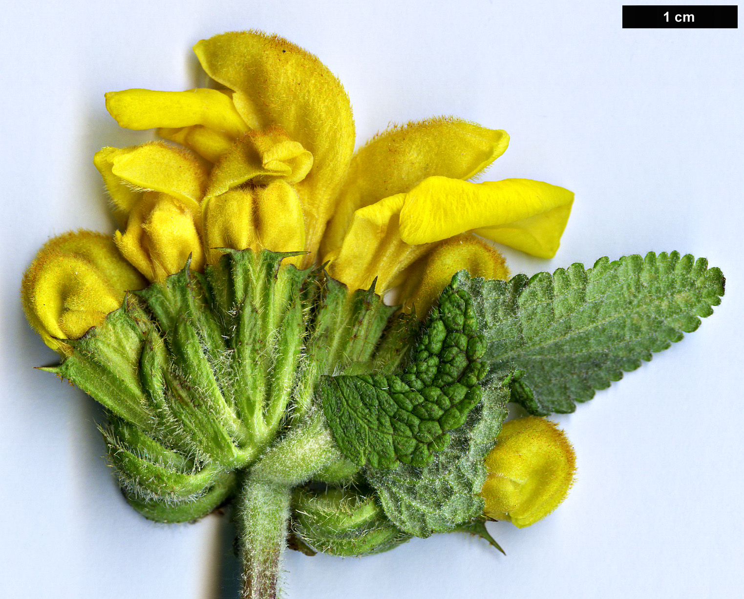 High resolution image: Family: Lamiaceae - Genus: Phlomis - Taxon: longifolia