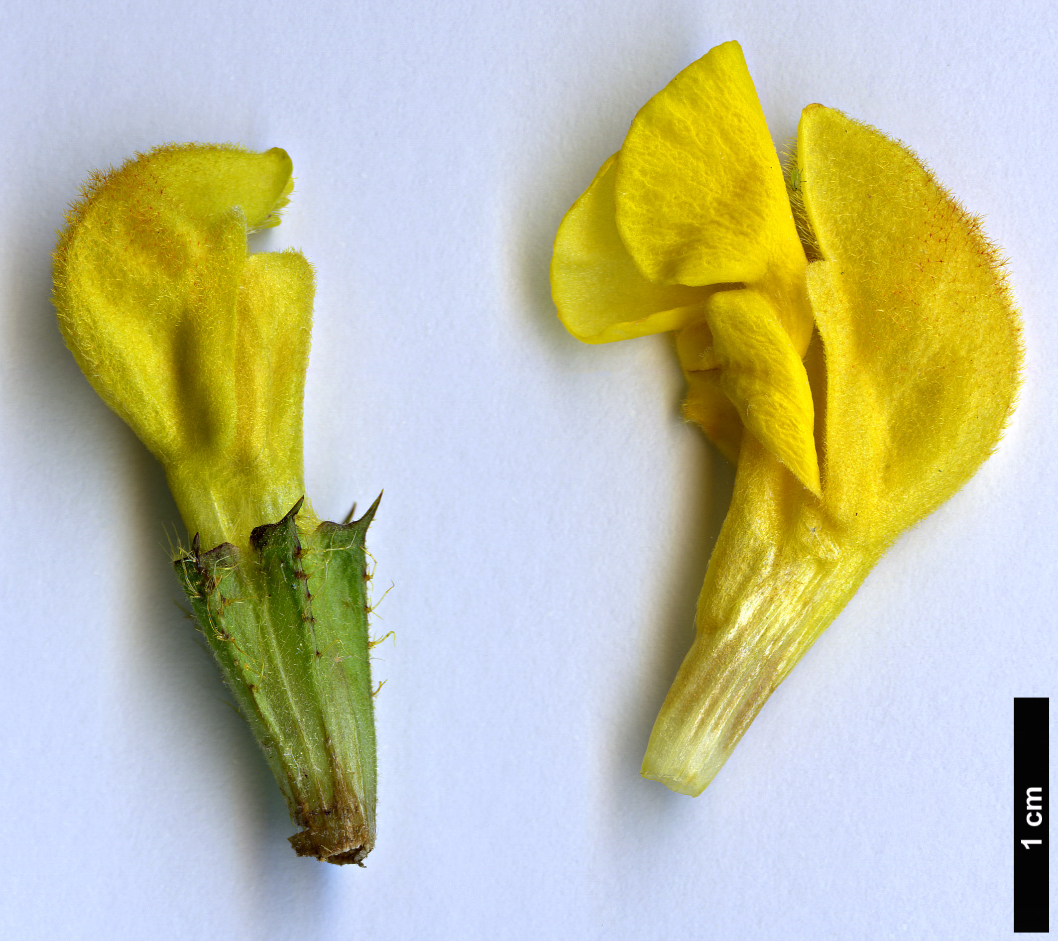 High resolution image: Family: Lamiaceae - Genus: Phlomis - Taxon: longifolia