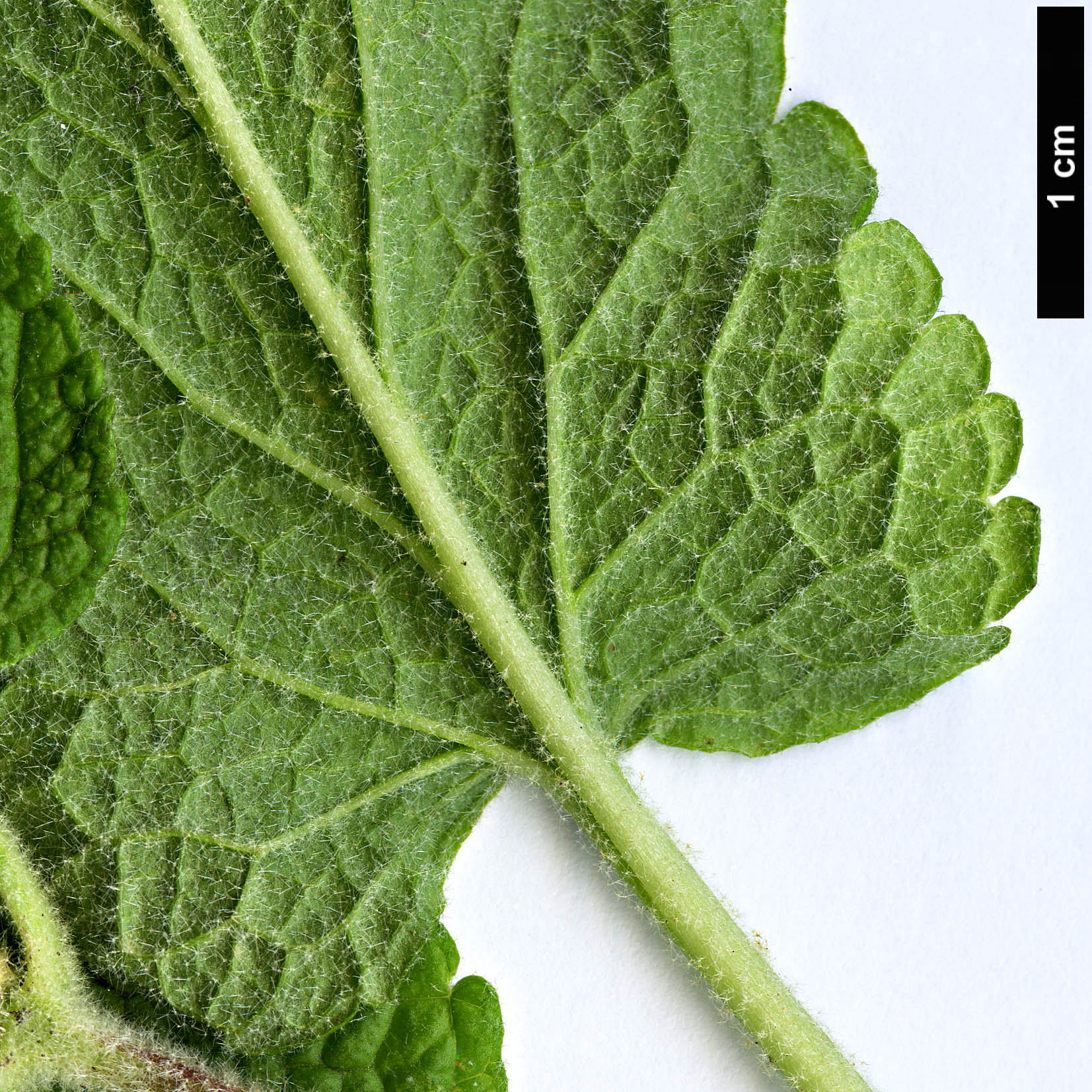 High resolution image: Family: Lamiaceae - Genus: Phlomis - Taxon: longifolia