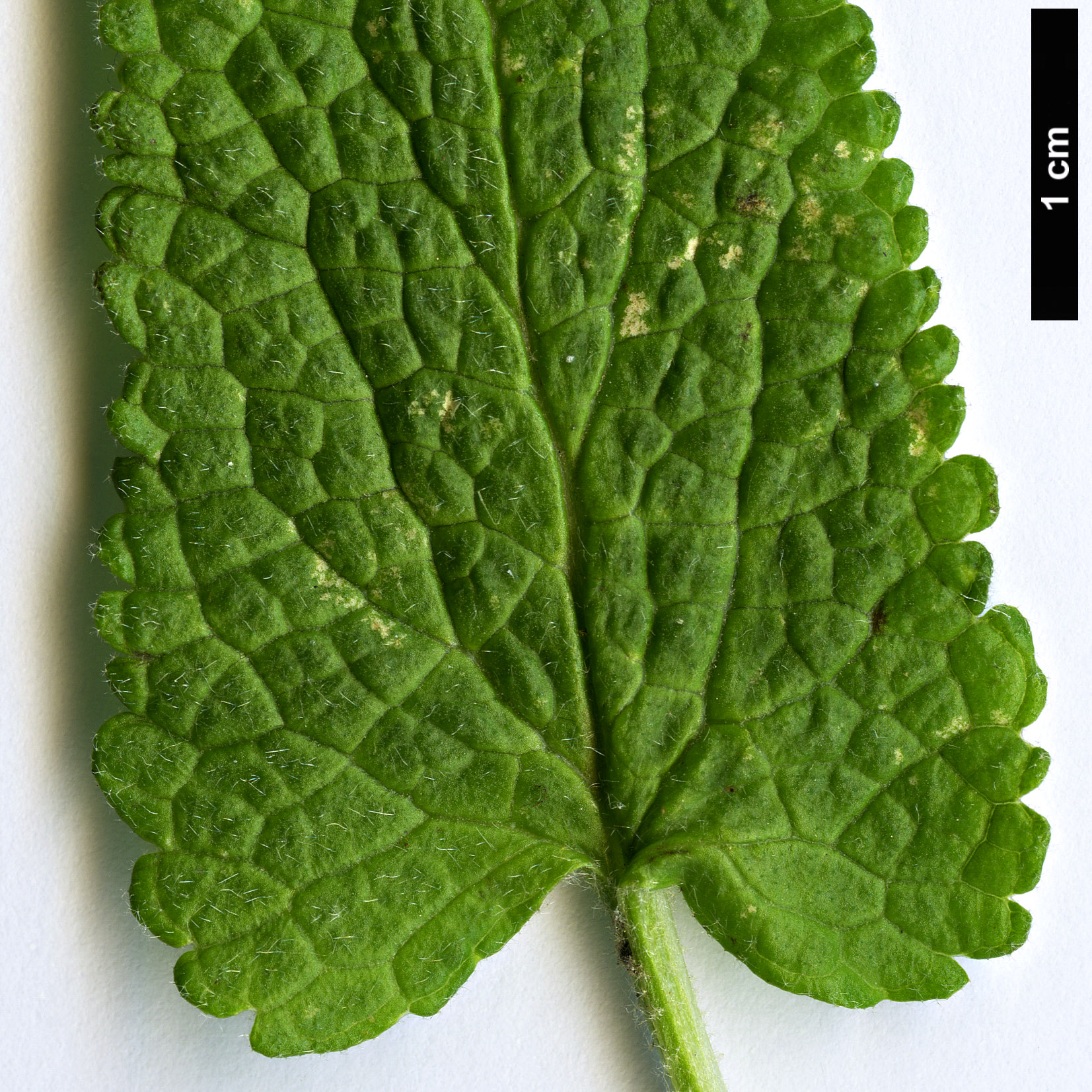 High resolution image: Family: Lamiaceae - Genus: Phlomis - Taxon: longifolia