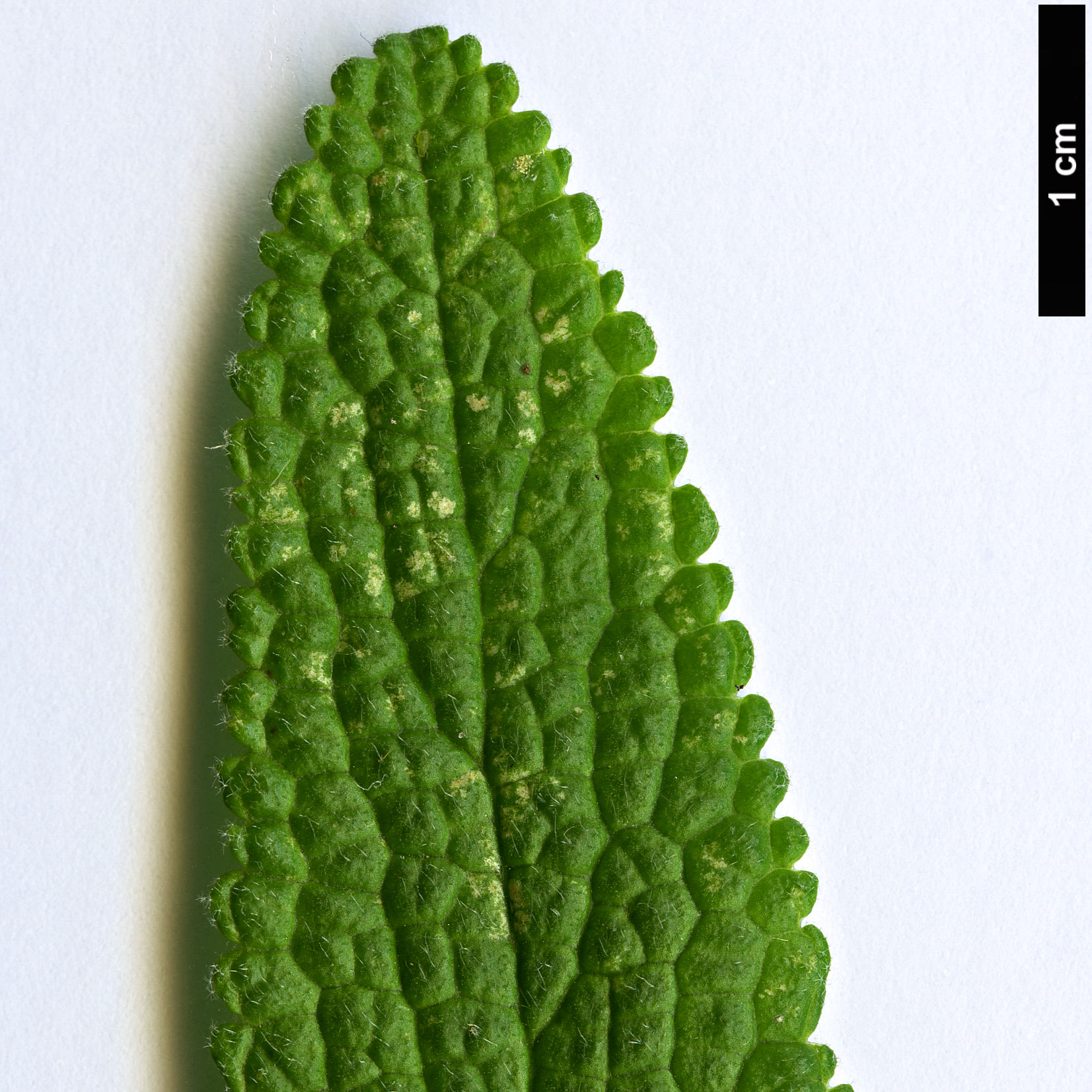 High resolution image: Family: Lamiaceae - Genus: Phlomis - Taxon: longifolia