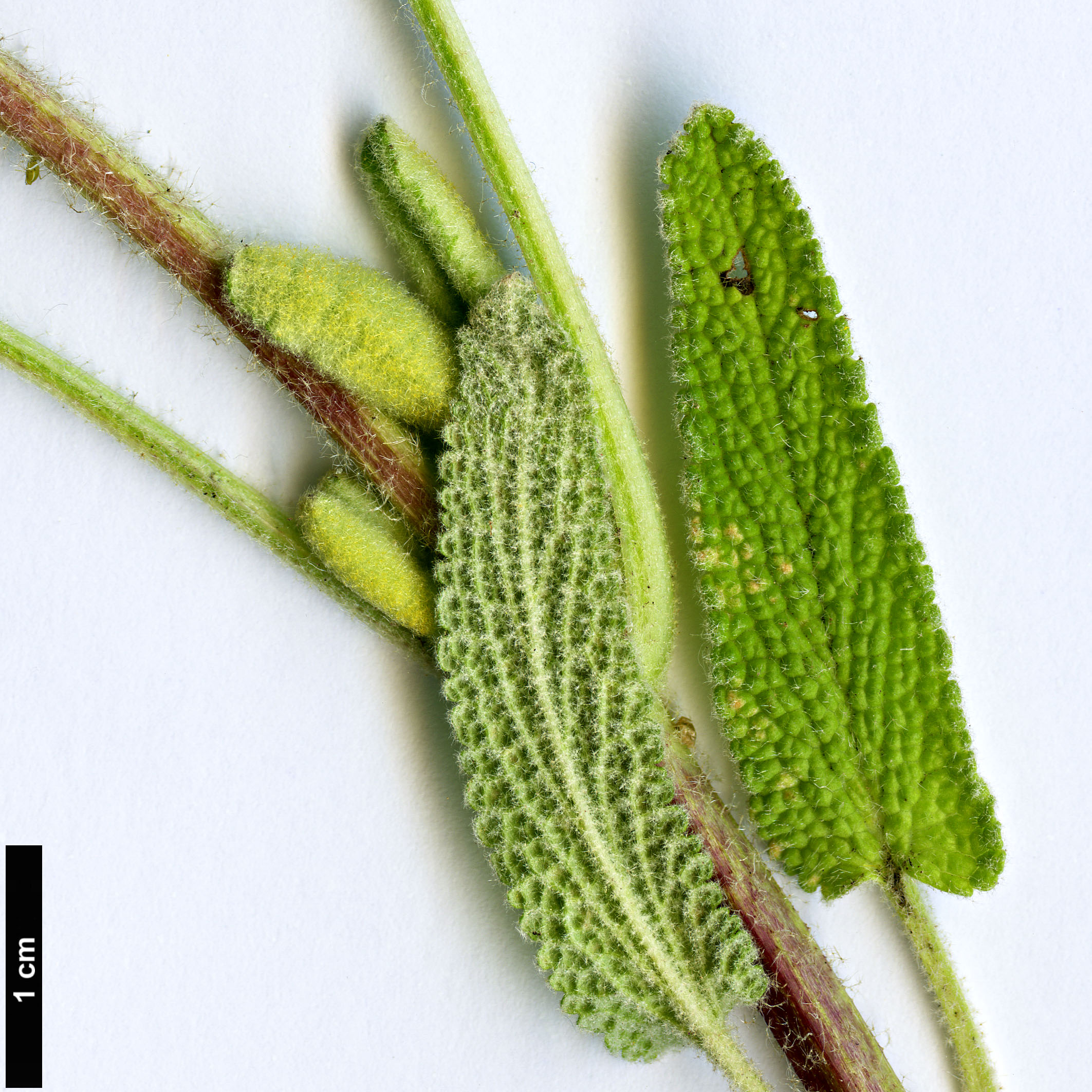 High resolution image: Family: Lamiaceae - Genus: Phlomis - Taxon: longifolia