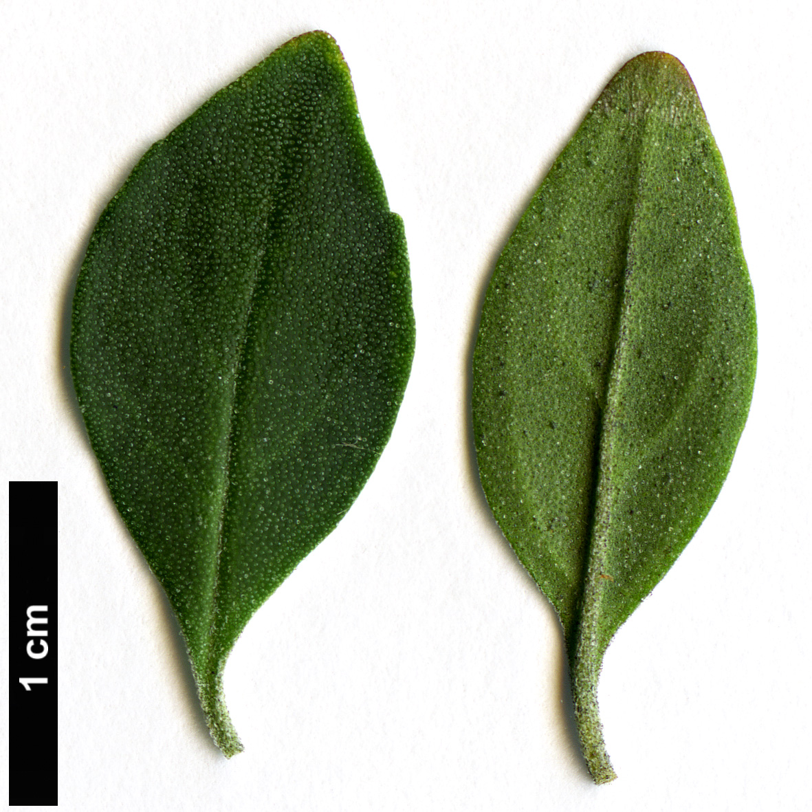 High resolution image: Family: Lamiaceae - Genus: Prostanthera - Taxon: ovalifolia
