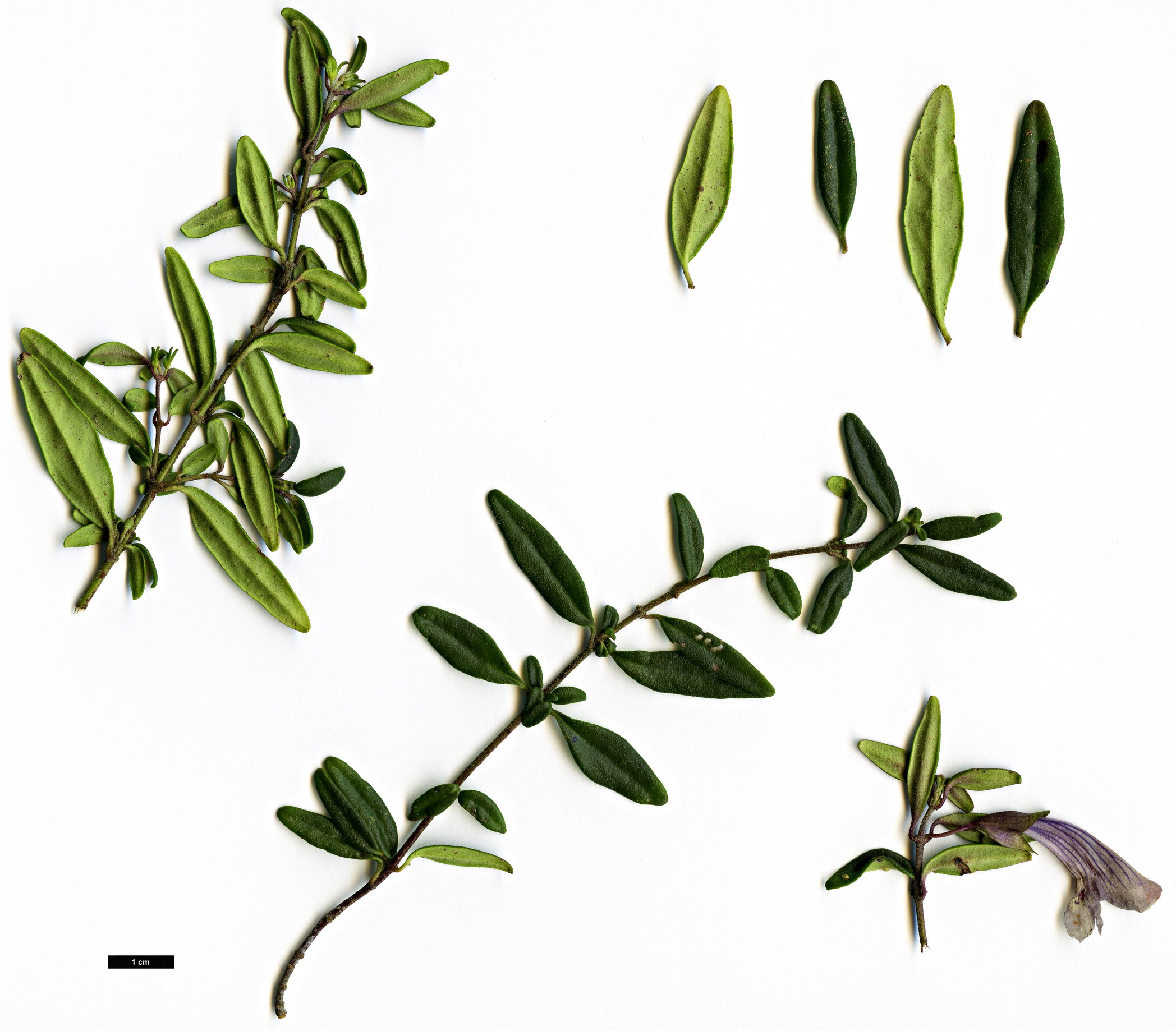 High resolution image: Family: Lamiaceae - Genus: Prostanthera - Taxon: walteri