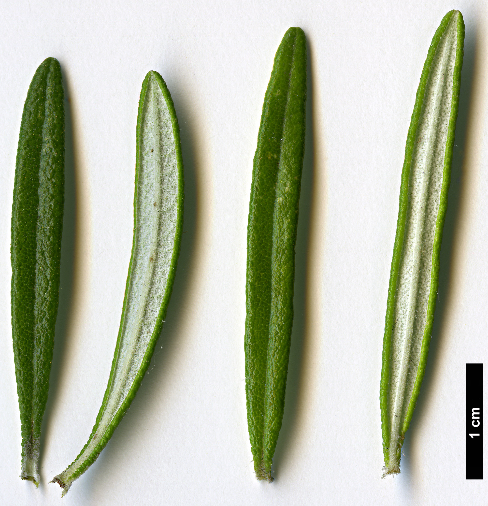 High resolution image: Family: Lamiaceae - Genus: Rosmarinus - Taxon: officinalis