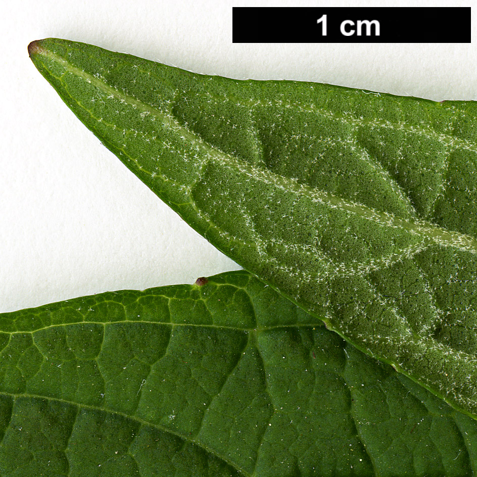 High resolution image: Family: Lamiaceae - Genus: Rostrinucula - Taxon: dependens