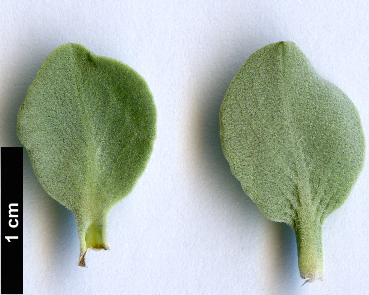 High resolution image: Family: Lamiaceae - Genus: Salvia - Taxon: africana-lutea