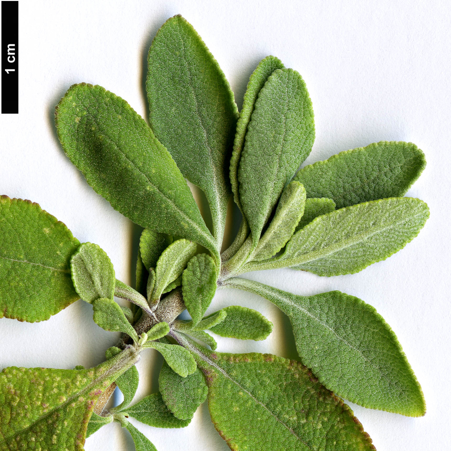 High resolution image: Family: Lamiaceae - Genus: Salvia - Taxon: clevelandii High resolution image: Family: Lamiaceae - Genus: Salvia - Taxon: clevelandii