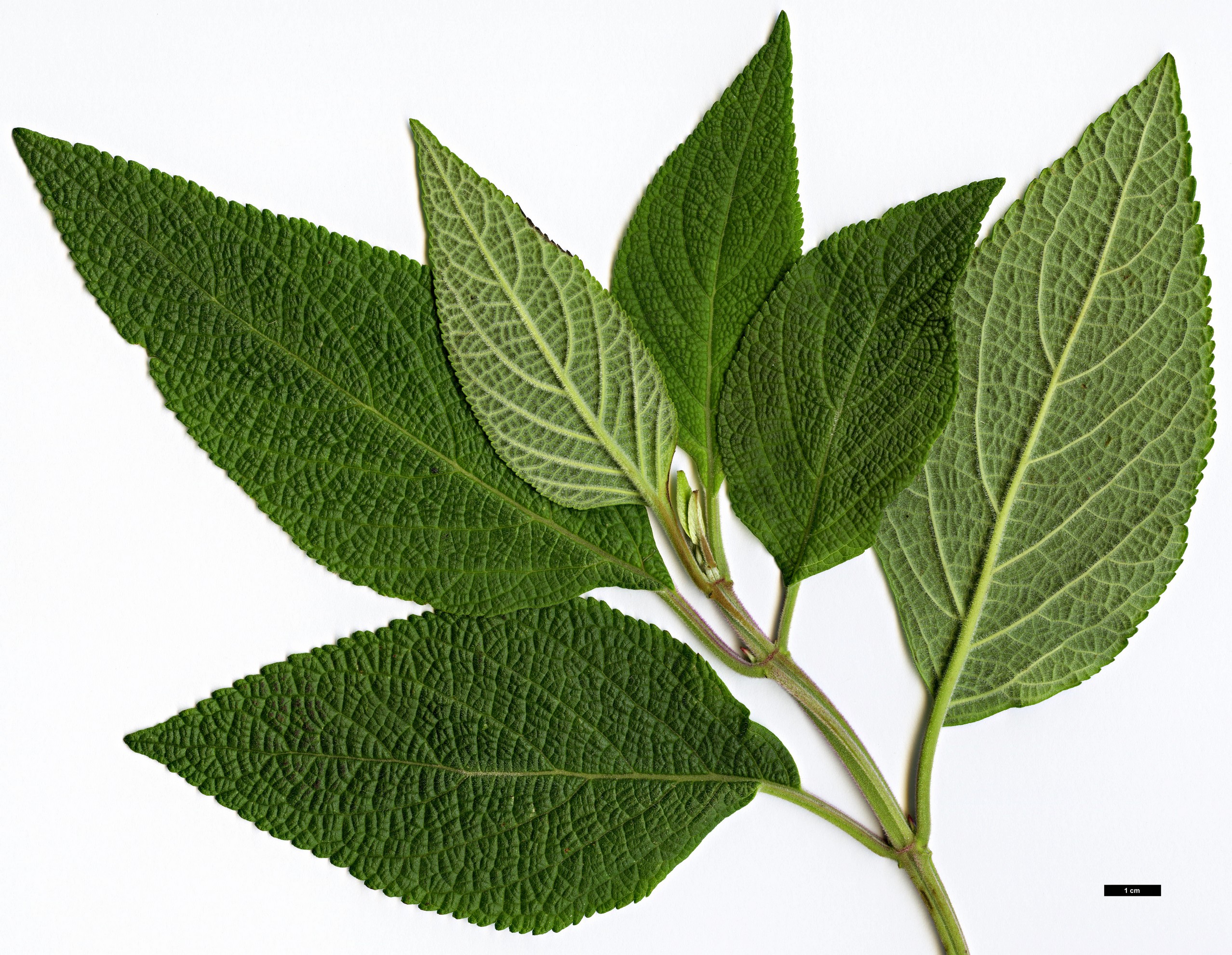 High resolution image: Family: Lamiaceae - Genus: Salvia - Taxon: confertifolia High resolution image: Family: Lamiaceae - Genus: Salvia - Taxon: confertifolia