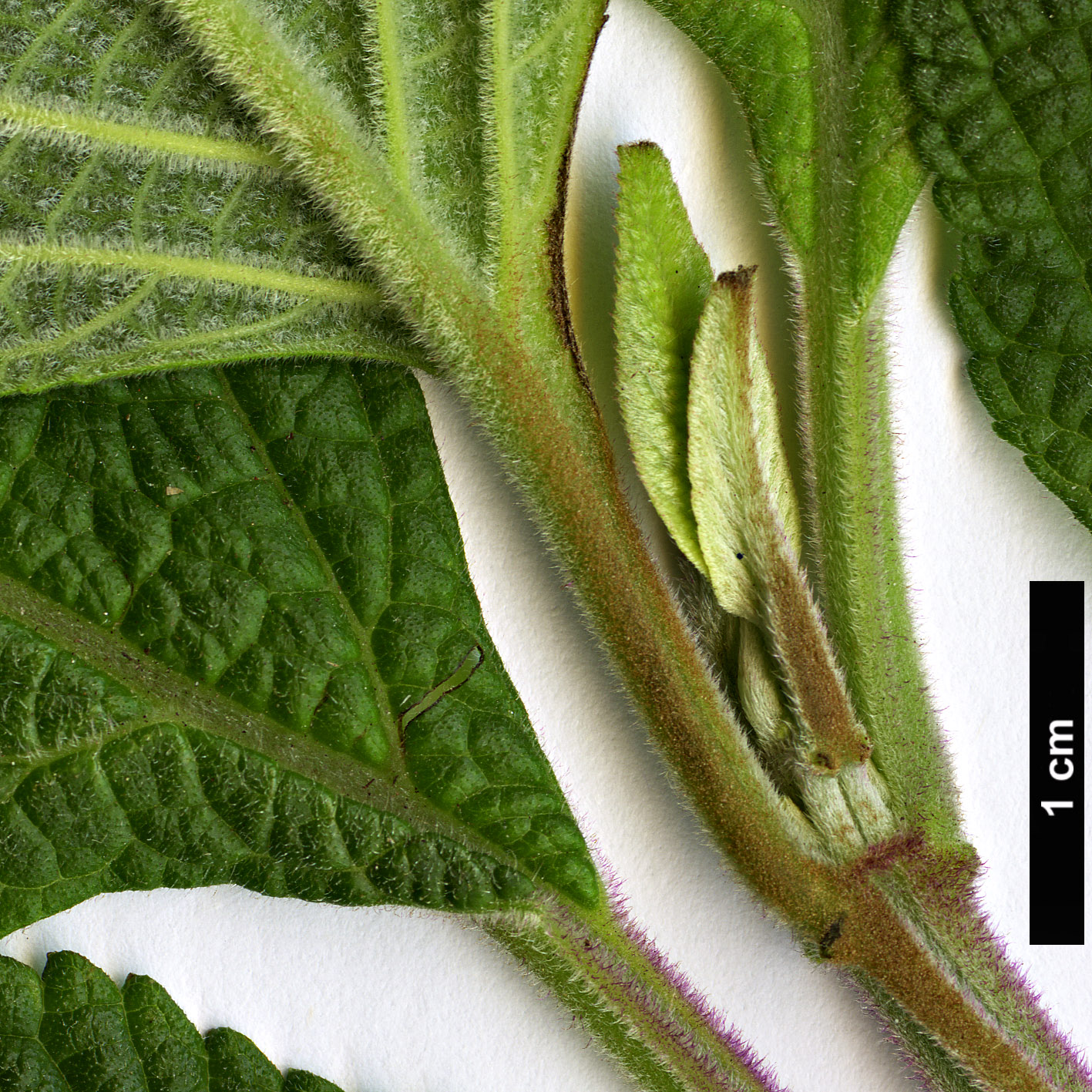 High resolution image: Family: Lamiaceae - Genus: Salvia - Taxon: confertifolia High resolution image: Family: Lamiaceae - Genus: Salvia - Taxon: confertifolia