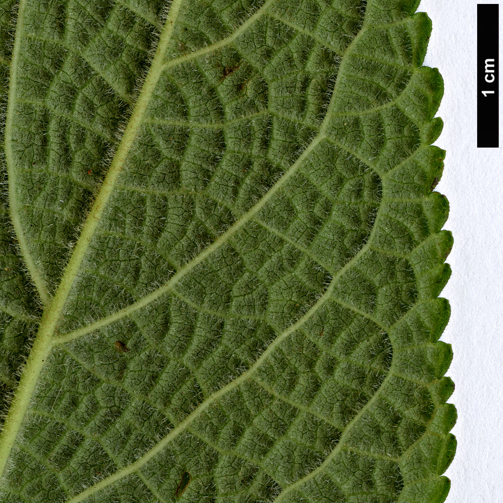 High resolution image: Family: Lamiaceae - Genus: Salvia - Taxon: confertifolia High resolution image: Family: Lamiaceae - Genus: Salvia - Taxon: confertifolia