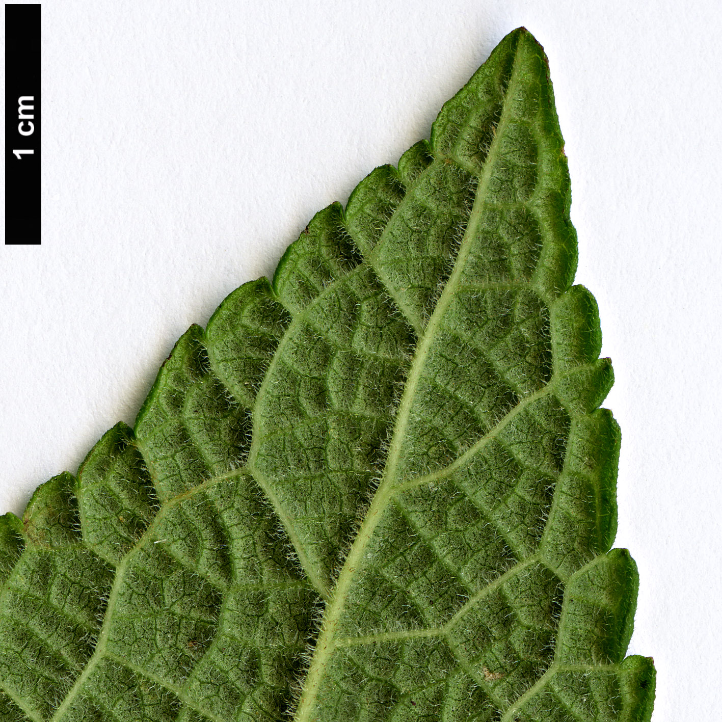 High resolution image: Family: Lamiaceae - Genus: Salvia - Taxon: confertifolia High resolution image: Family: Lamiaceae - Genus: Salvia - Taxon: confertifolia