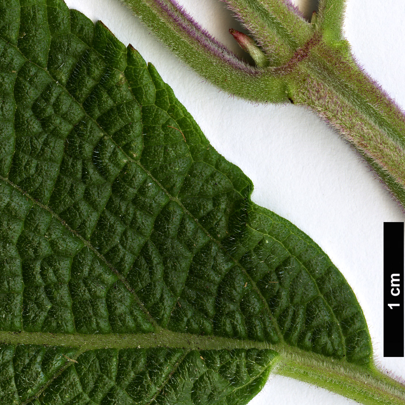 High resolution image: Family: Lamiaceae - Genus: Salvia - Taxon: confertifolia High resolution image: Family: Lamiaceae - Genus: Salvia - Taxon: confertifolia