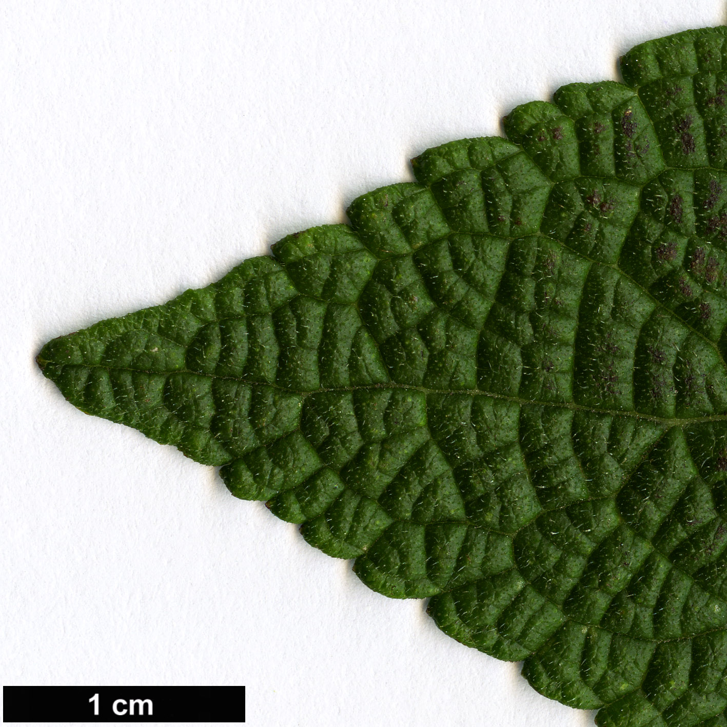 High resolution image: Family: Lamiaceae - Genus: Salvia - Taxon: confertifolia High resolution image: Family: Lamiaceae - Genus: Salvia - Taxon: confertifolia