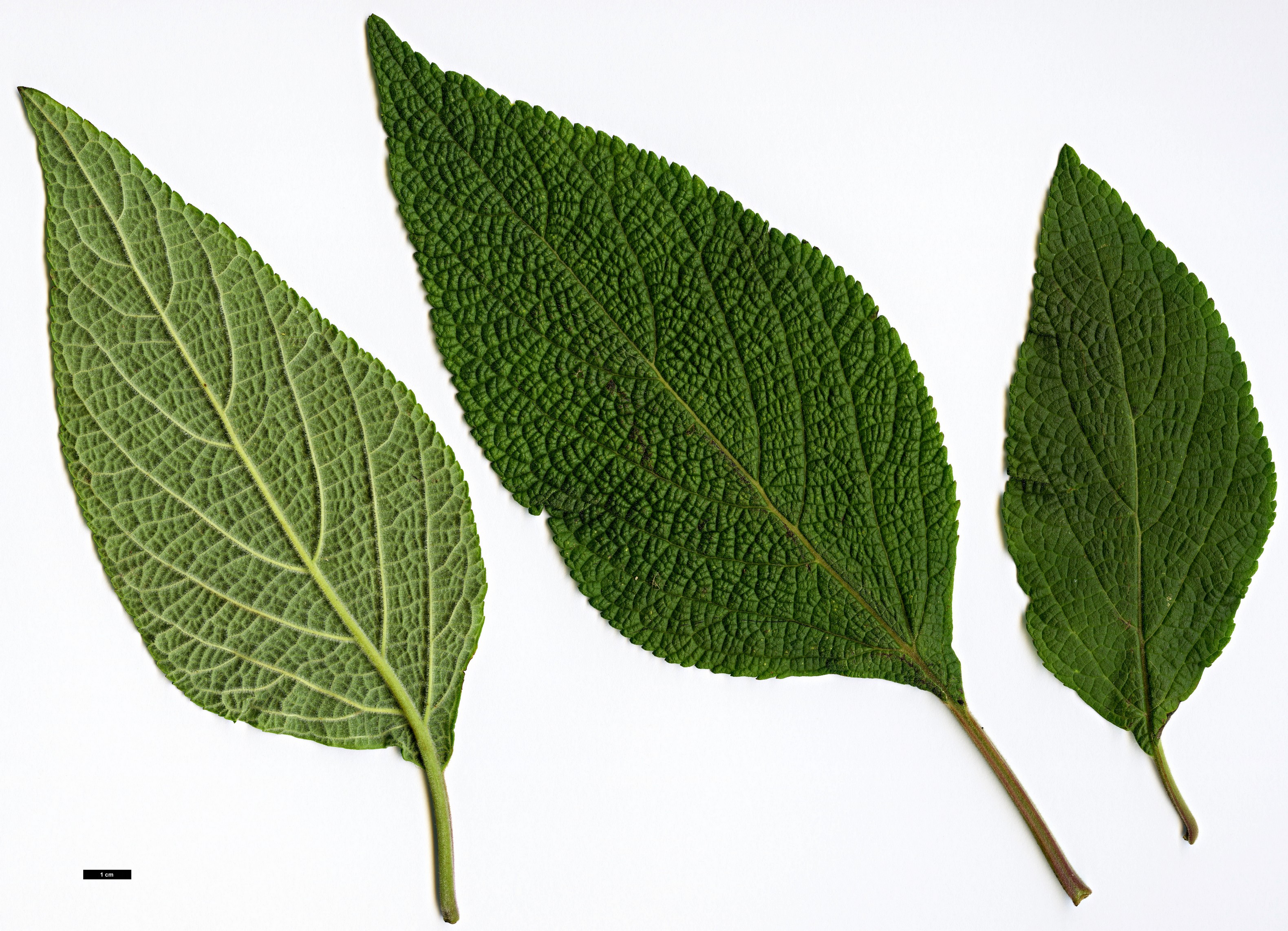 High resolution image: Family: Lamiaceae - Genus: Salvia - Taxon: confertifolia High resolution image: Family: Lamiaceae - Genus: Salvia - Taxon: confertifolia