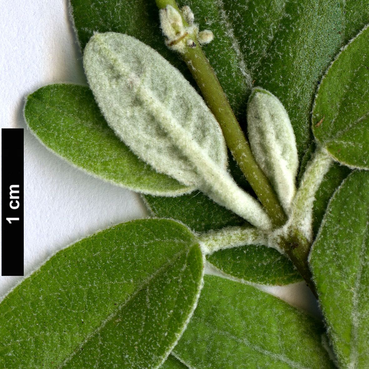 High resolution image: Family: Lamiaceae - Genus: Salvia - Taxon: discolor