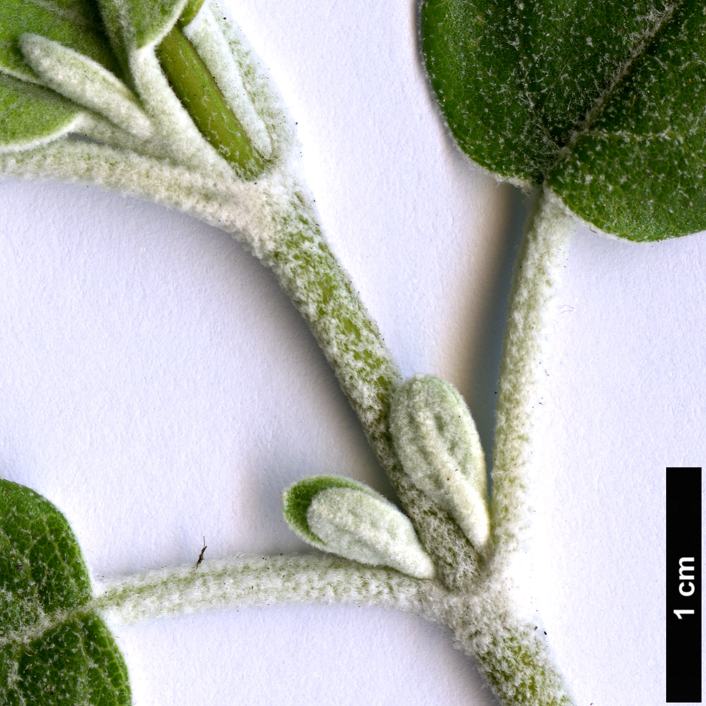 High resolution image: Family: Lamiaceae - Genus: Salvia - Taxon: discolor