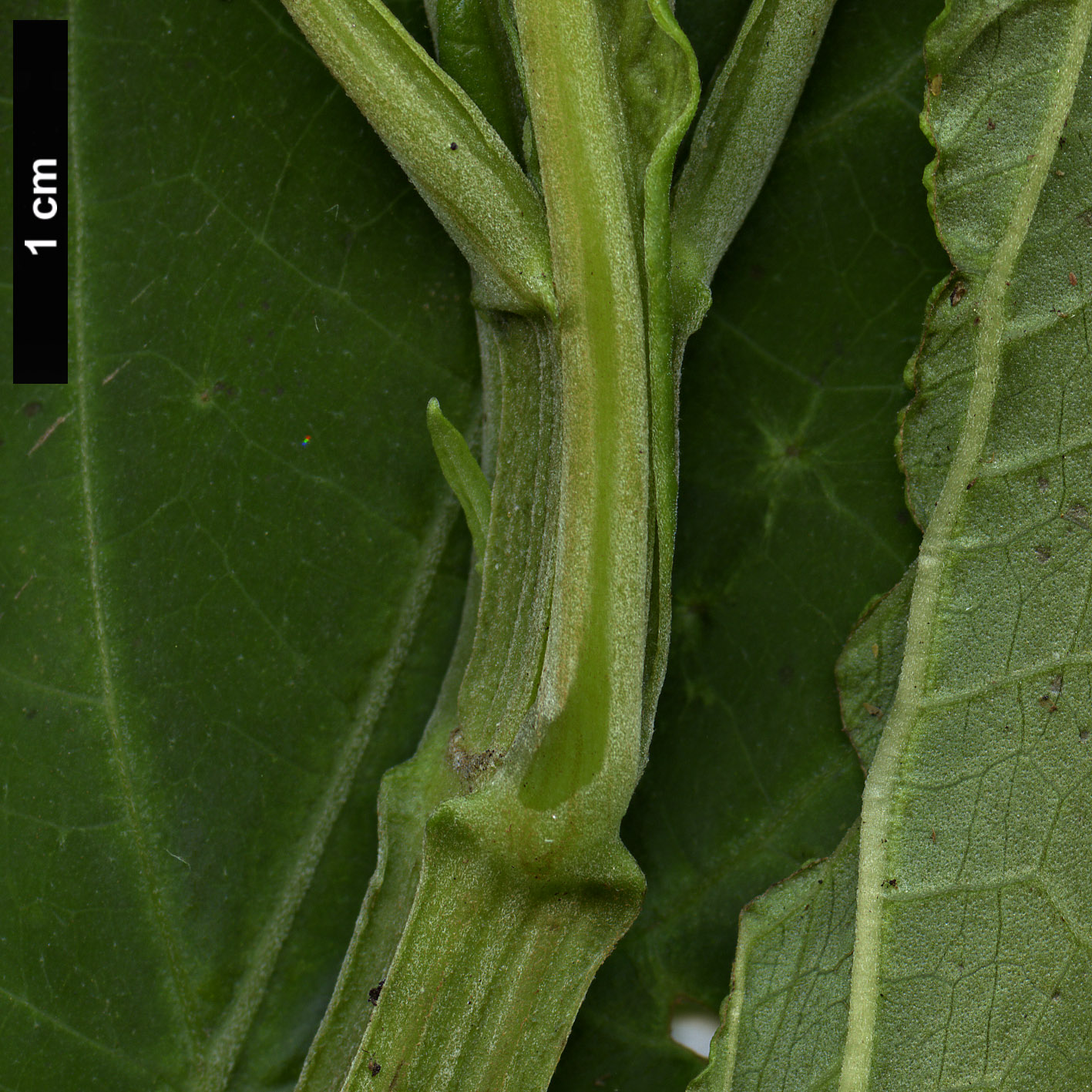 High resolution image: Family: Lamiaceae - Genus: Salvia - Taxon: divinorum