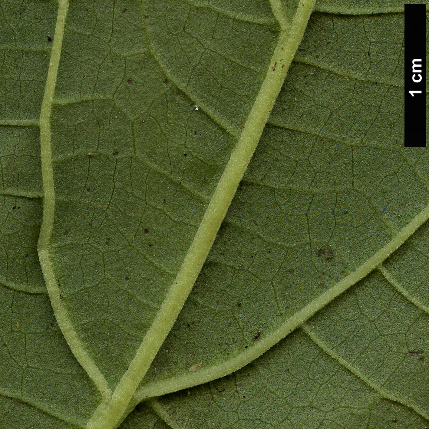 High resolution image: Family: Lamiaceae - Genus: Salvia - Taxon: divinorum