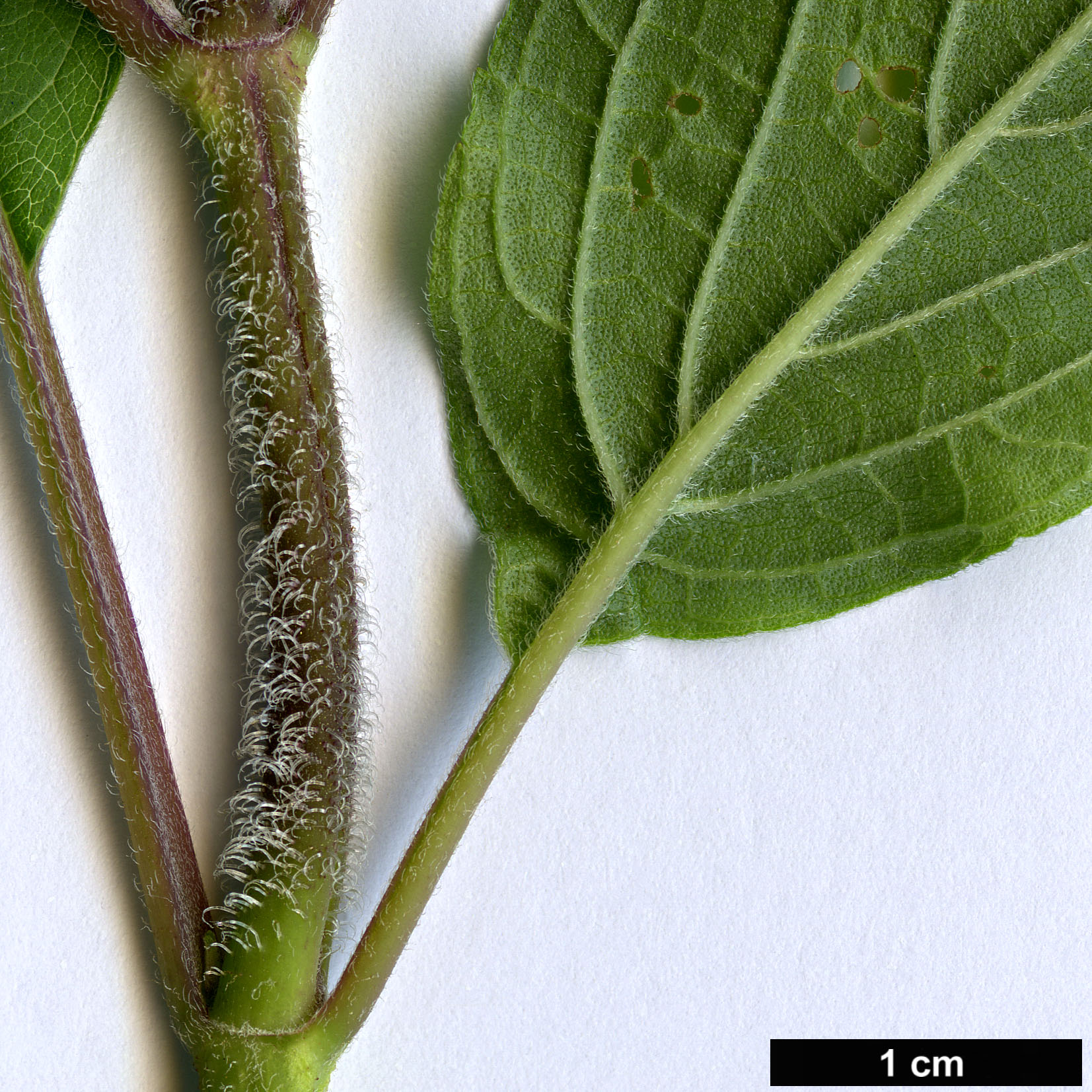High resolution image: Family: Lamiaceae - Genus: Salvia - Taxon: elegans