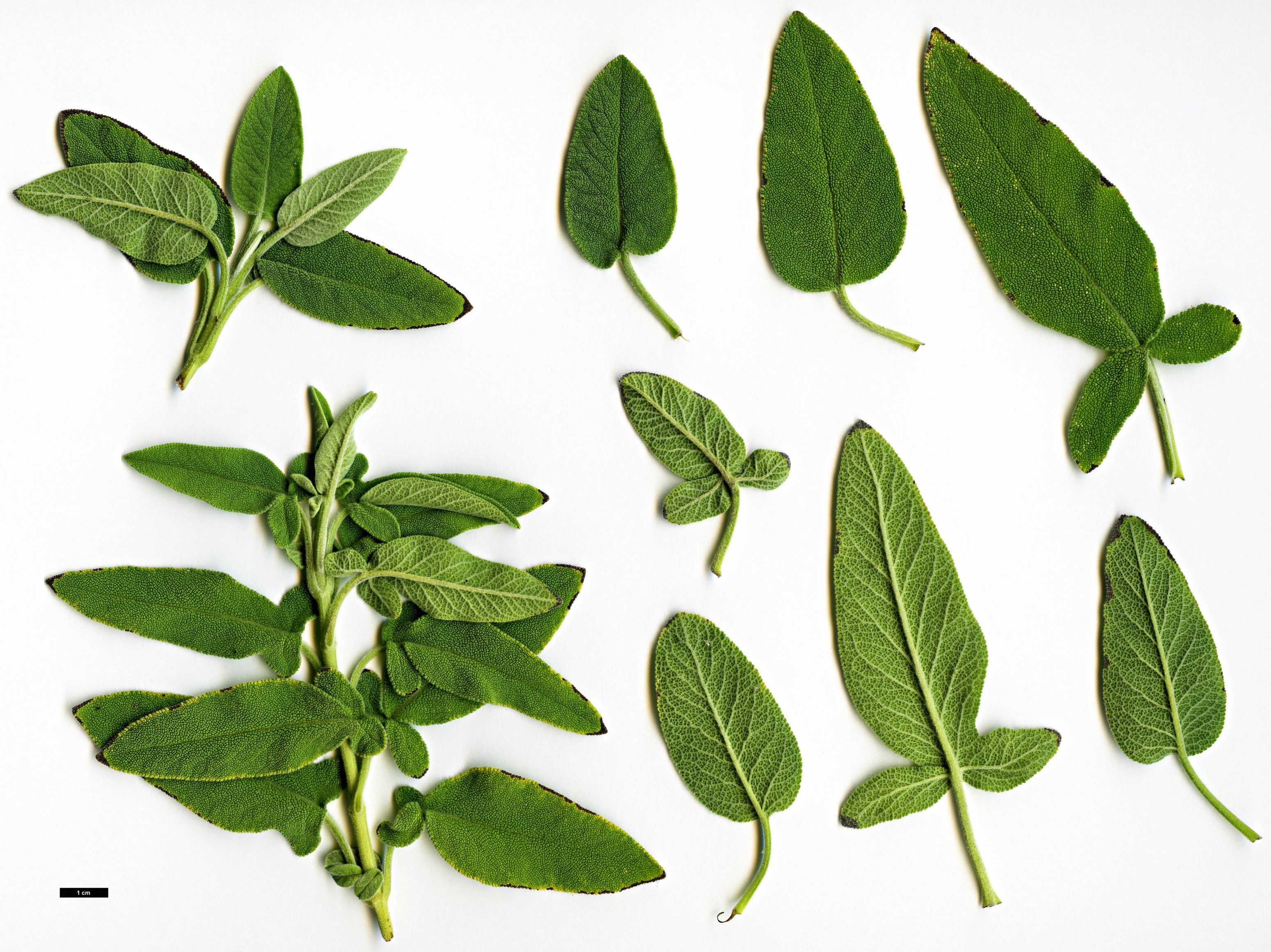 High resolution image: Family: Lamiaceae - Genus: Salvia - Taxon: fruticosa High resolution image: Family: Lamiaceae - Genus: Salvia - Taxon: fruticosa