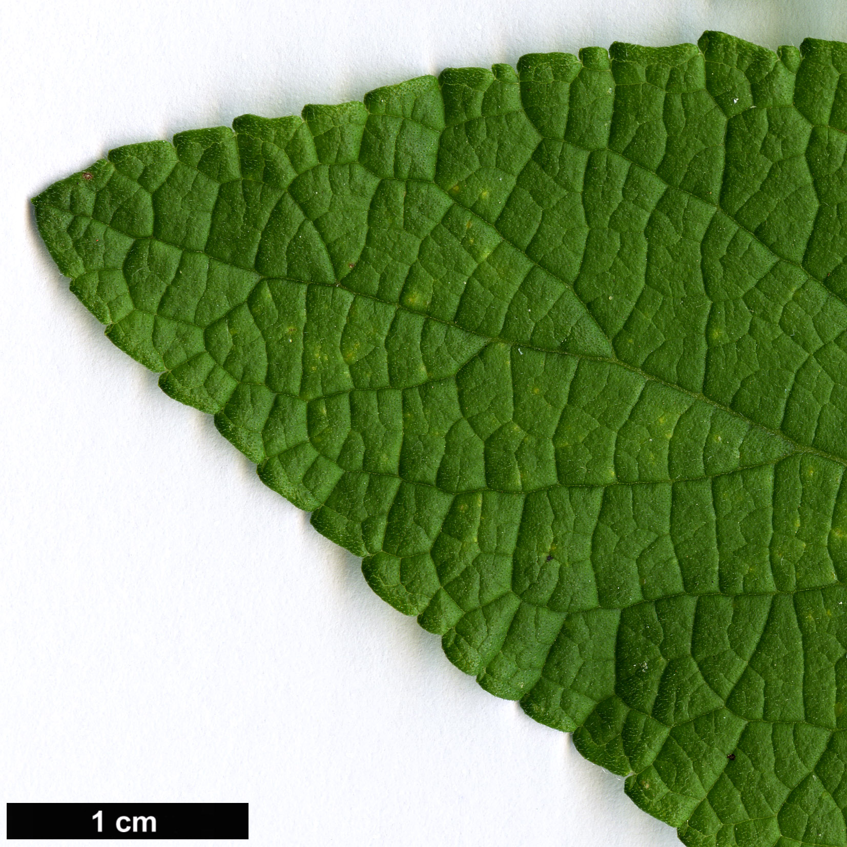 High resolution image: Family: Lamiaceae - Genus: Salvia - Taxon: heerii