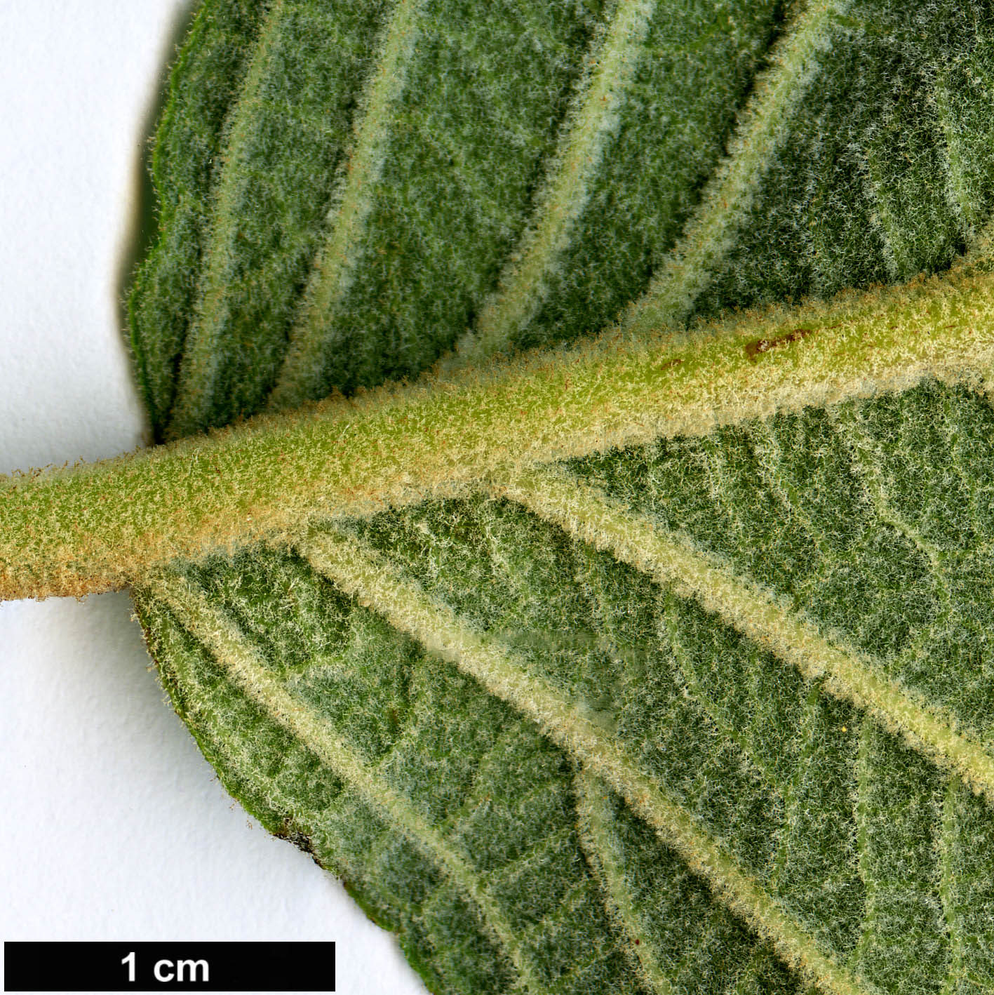 High resolution image: Family: Lamiaceae - Genus: Salvia - Taxon: karwinskii